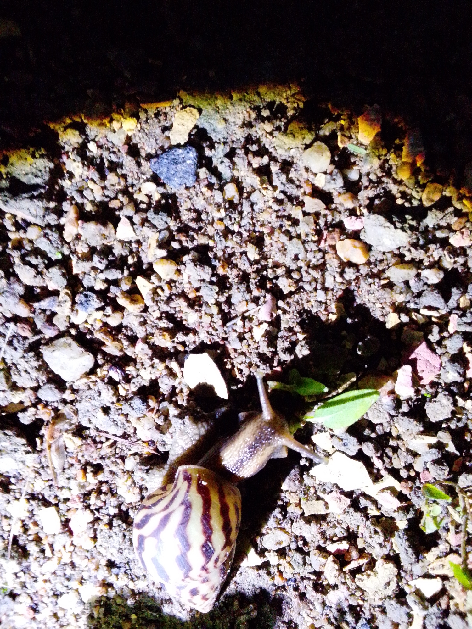 Two snails are visible on a ground covered with small stones and dirt. One snail, larger and with a distinctive brown and white striped shell, is positioned in the lower center of the frame. The second snail, smaller and with a speckled shell, is to the right of the first, with its body extended. Green leaves are visible near the second snail. The scene appears to be outdoors, possibly in a garden or natural area. The lighting suggests it may be nighttime or a dimly lit area, with shadows cast across the ground. The location is identified as Serti, Nigeria.