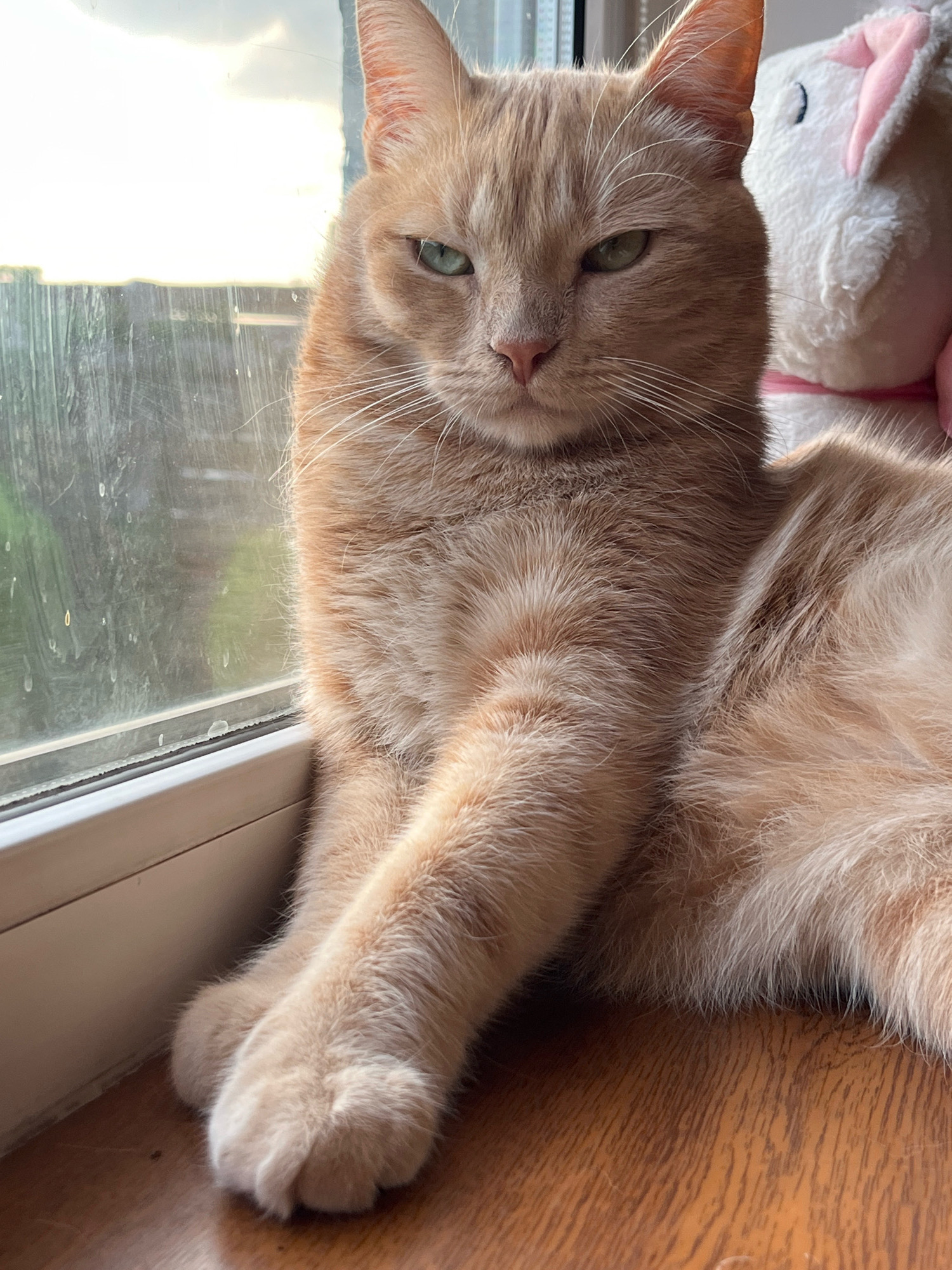 A close-up shot captures an orange tabby cat with green eyes resting on a wooden surface near a window. The cat is positioned to the left of the frame, looking towards the viewer with a slightly narrowed gaze. Its front paws are crossed over each other, resting on its chest. Behind the cat, on the right side of the image, a plush white toy with pink accents is visible. The window to the left shows a blurred outdoor scene with greenery and sky. The lighting suggests it is daytime, possibly late afternoon, with the sun casting a warm glow. The scene appears to be indoors, likely in a residential setting.
