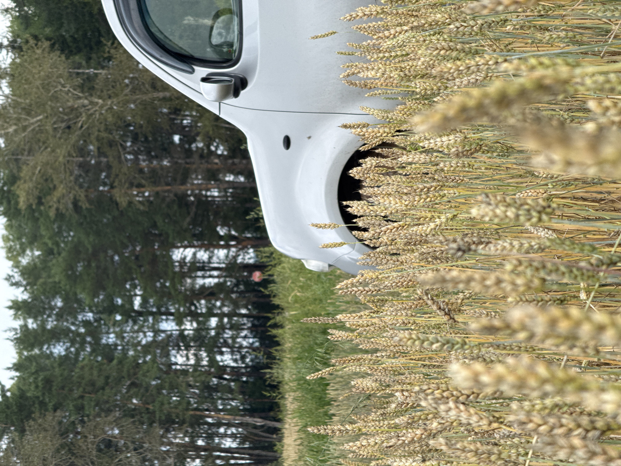 A silver car is parked in a field of wheat. The car is partially obscured by the tall stalks of wheat, with only the front portion of the vehicle visible. The wheat field extends towards a dense forest in the background. The sky is overcast. The location is identified as Lukintsy, Russia. There are no people or animals present in the image.