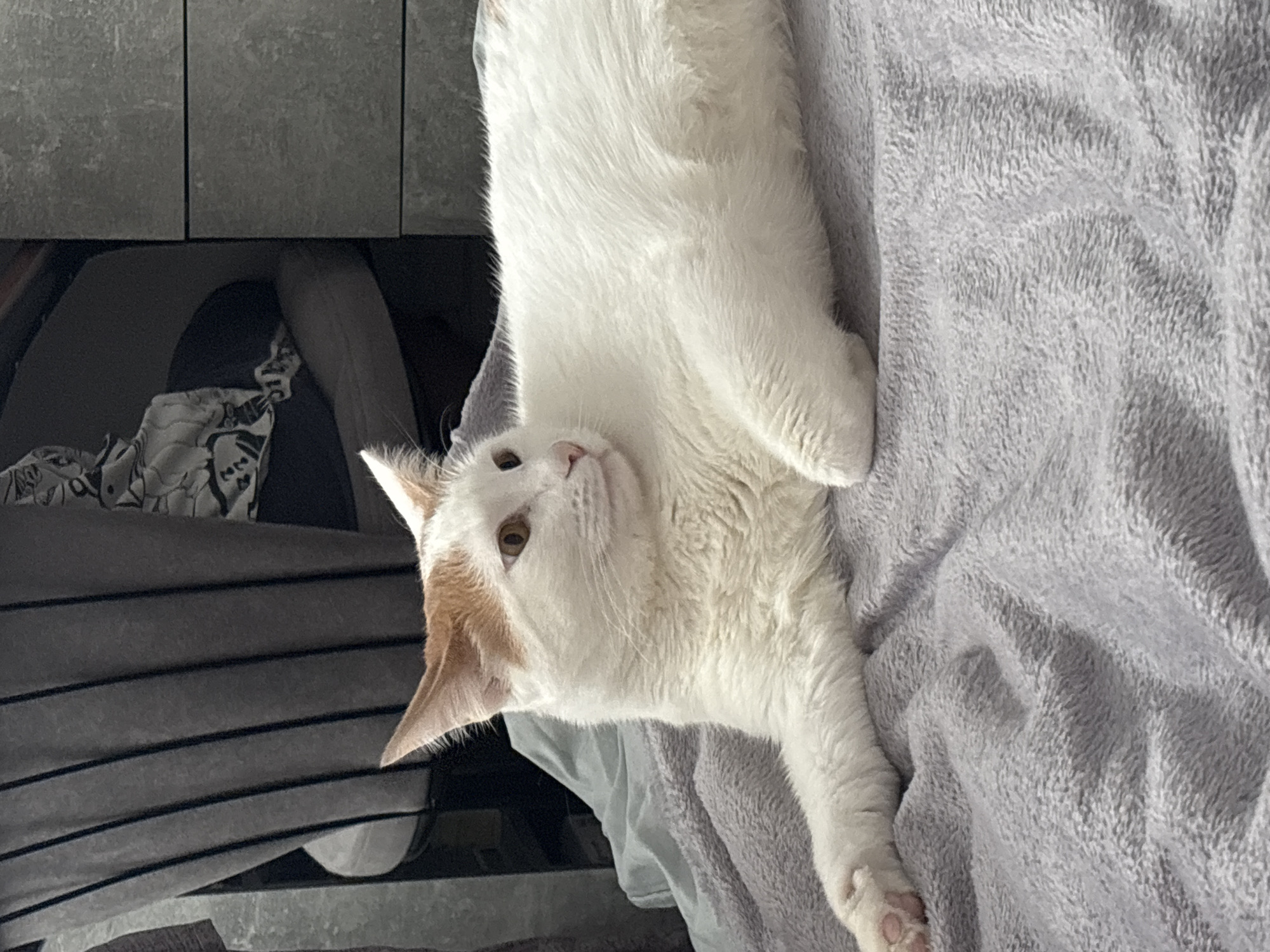 A mostly white cat with some orange markings lies on a gray, textured blanket. The cat is positioned diagonally in the frame, with its head tilted upwards, looking towards the viewer. A gray structure with horizontal lines is visible to the left of the cat, along with a glimpse of patterned fabric. The location and city are unknown.