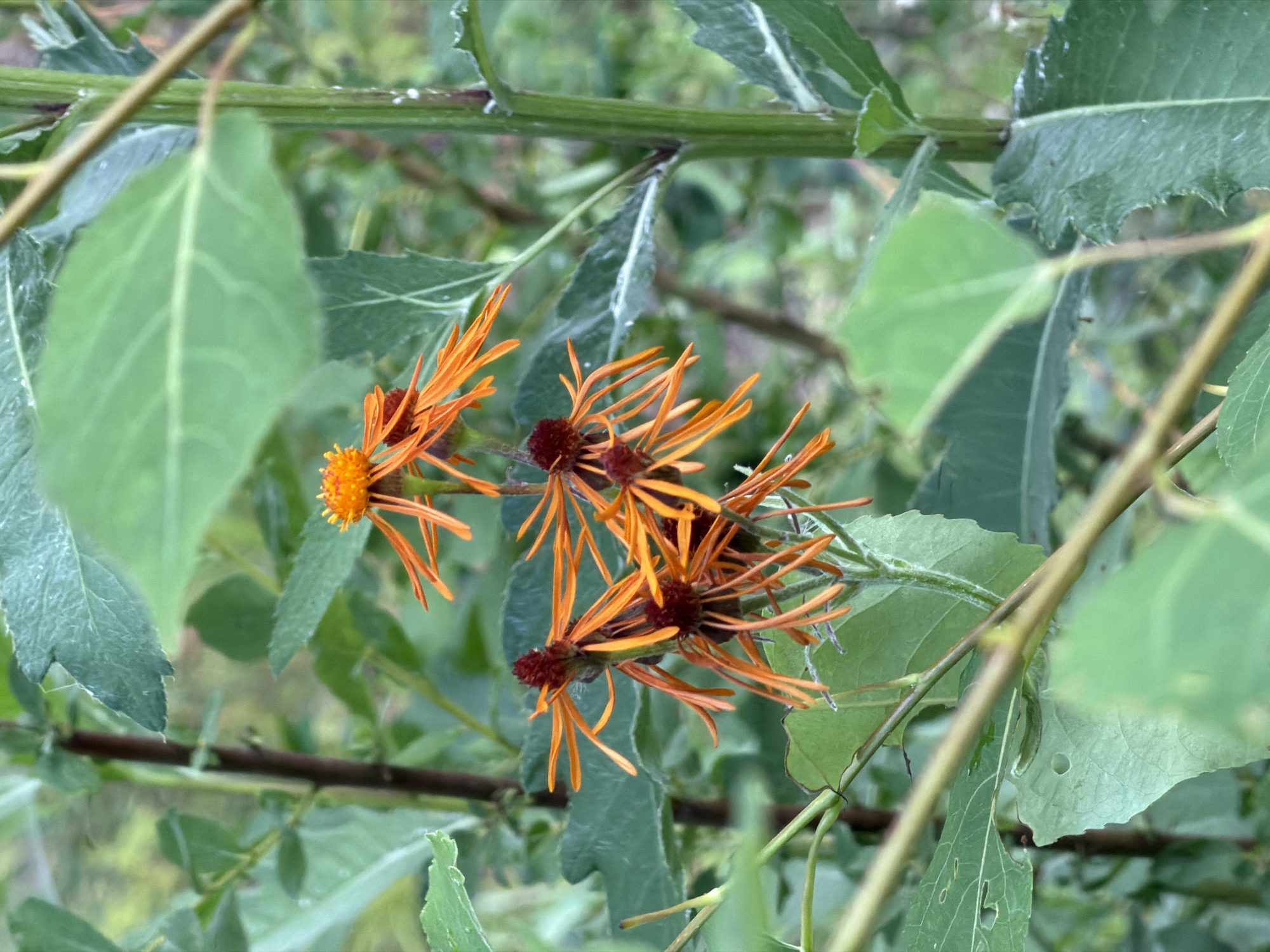 The image shows a cluster of bright orange flowers with fine, spiky petals and dark red centers, resembling a firework. They are growing amidst lush green foliage and thin brown stems. The lighting suggests it is daytime, possibly overcast, given the soft shadows. The background is a blur of green, indicating a natural setting like a garden or a wooded area. There are no people visible in the image. The scene is a close-up, focusing on the intricate details of the flowers and their surrounding leaves. The image does not provide any specific context regarding its location within Uglegorsk, Russia, or any identifiable landmarks.