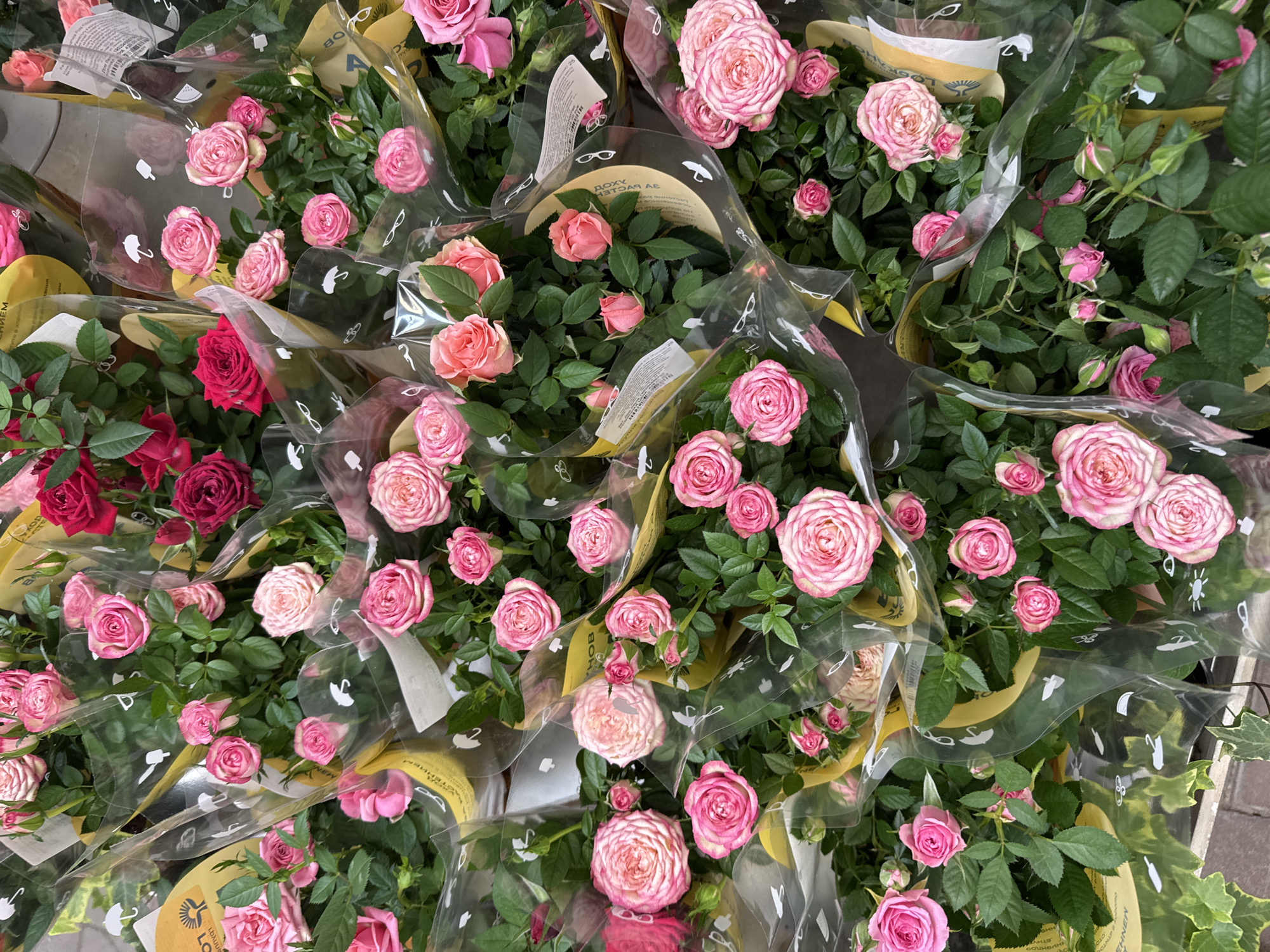 This image is a close-up, overhead shot of numerous potted roses, primarily in shades of pink and some dark red, arranged in a display. The roses are small to medium-sized and are packaged in clear plastic sleeves. Many of the sleeves have yellow paper inserts with text and graphic elements, including what appear to be icons of swans and other small illustrations. Some of the text visible on these inserts, in Russian, may indicate the type of rose, care instructions, or branding.
The roses are tightly packed together, suggesting a commercial setting such as a flower shop, market, or garden center. The lighting suggests it is daytime, but no specific time of day can be determined. There are no people visible in the image. The focus is entirely on the flowers, their packaging, and the surrounding greenery. The setting appears to be indoors or a covered outdoor area, given the uniformity of the lighting and the arrangement. The overall impression is one of abundance and vibrant color from the roses.