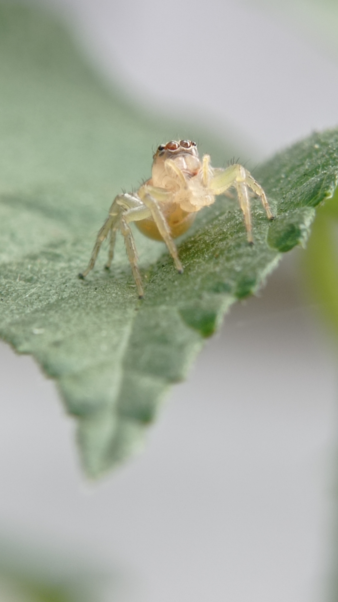 A close-up, macro shot captures a small, pale yellow spider perched on a textured green leaf. The spider is facing forward, its eight legs splayed out for balance. Its body is translucent, revealing a hint of its internal structure. The leaf itself is fuzzy, with a distinct vein pattern running through it. The background is softly blurred, with a gradient of light green to white, suggesting an outdoor, possibly garden, setting. The image is sharply focused on the spider and the immediate area of the leaf. There is no indication of location within Bedali, Indonesia.