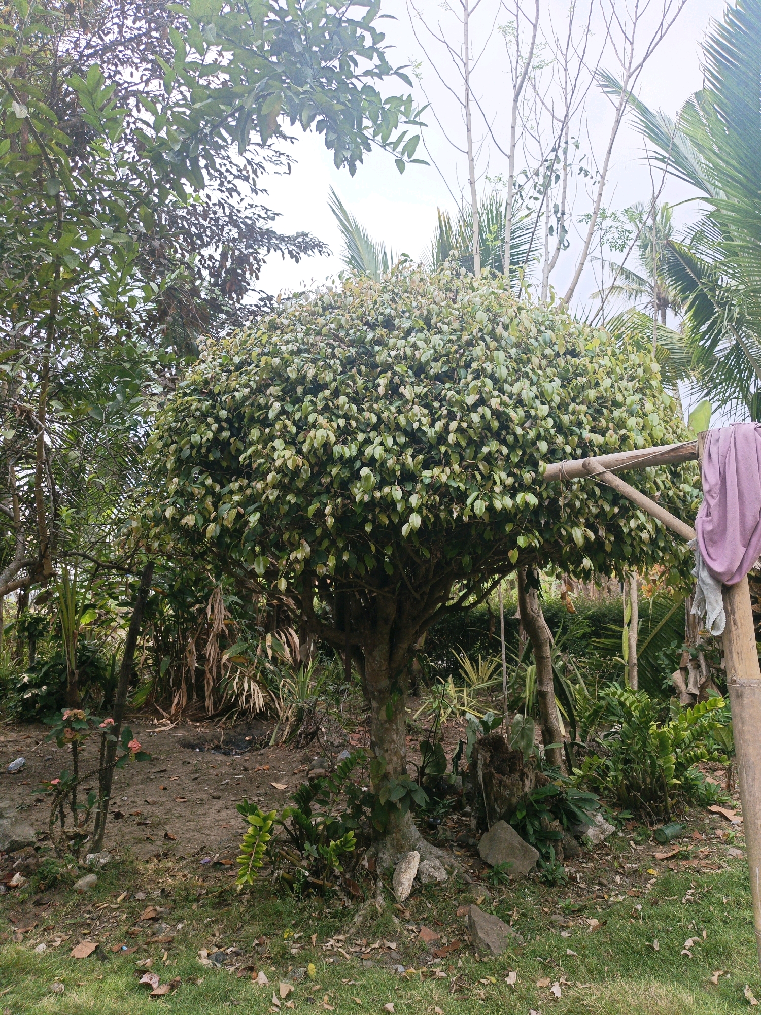 In the city of Sidomukti, Indonesia, this image captures a lush, overgrown garden scene. A large, round-topped tree dominates the center, its dense foliage a vibrant green. Surrounding it, various other plants, including palm trees and smaller leafy bushes, create a dense, natural environment. The ground is a mix of dirt and grass, scattered with fallen leaves, suggesting a somewhat unkempt but natural state. A simple bamboo structure with a piece of draped fabric adds a touch of human presence to the scene. The overall impression is one of natural abundance and a slightly wild, untamed garden.