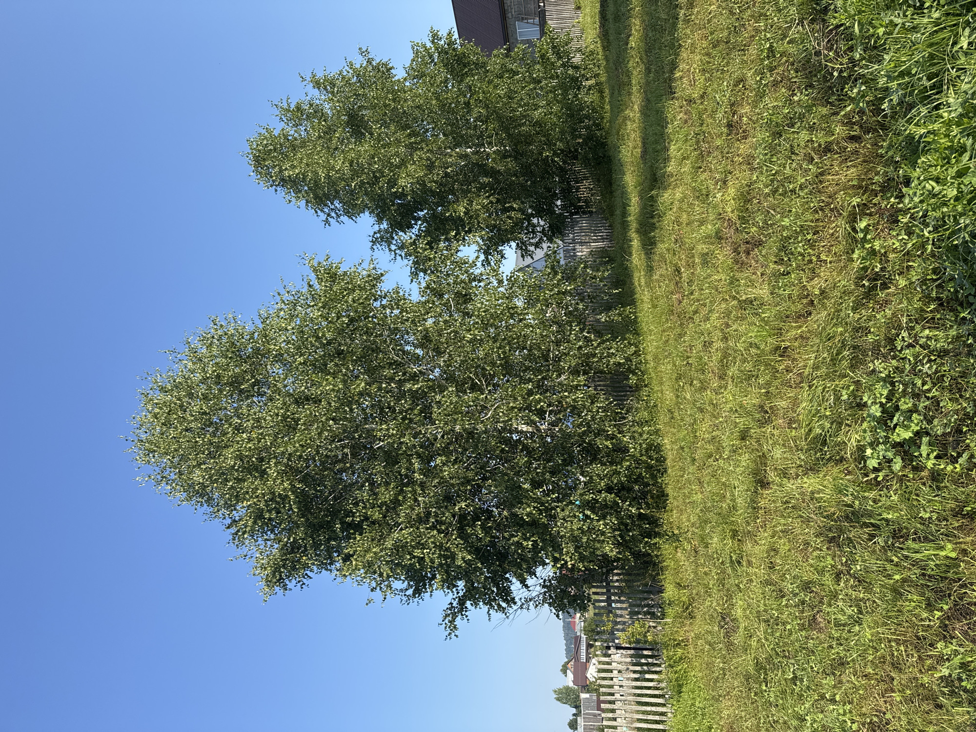 The image depicts a scene in the city of Krasnyy Klyuch, Russia, on a clear, sunny day. Two large, leafy birch trees dominate the foreground, with their green foliage contrasting against a bright blue sky. A weathered wooden fence runs horizontally across the middle ground, separating the grassy area from a cluster of houses and buildings visible in the background. The houses appear to be of traditional Russian architecture, with brown roofs and simple facades. The ground in the foreground is covered in lush green grass, with patches of dry grass and some small plants scattered throughout. The overall impression is one of a peaceful rural landscape bathed in sunlight.