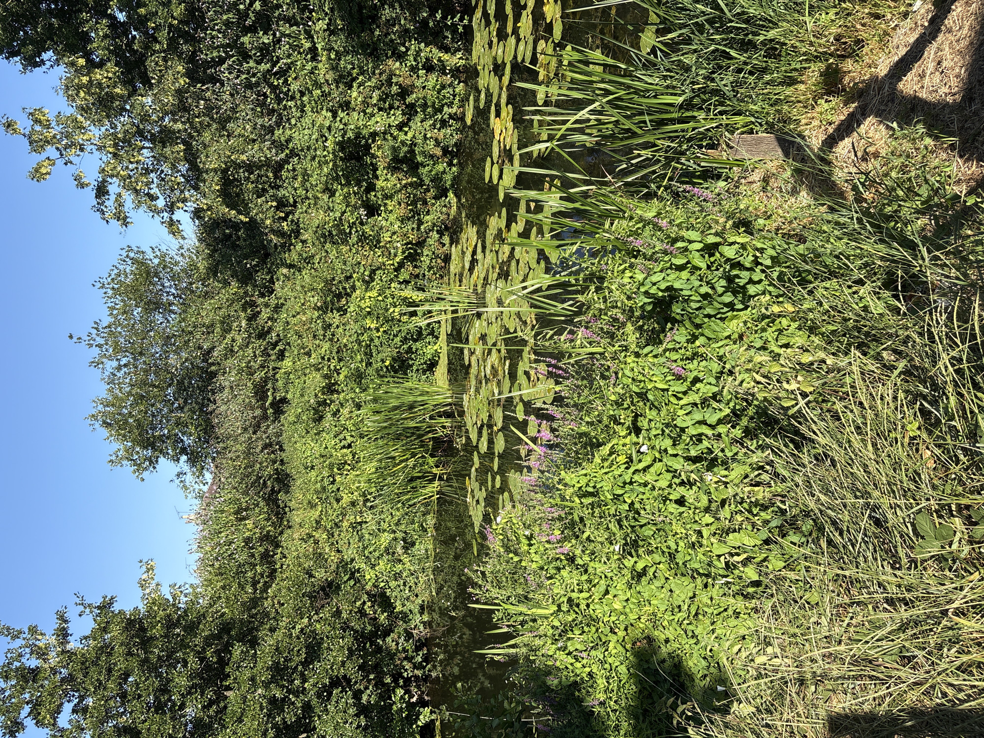 The image depicts a sunlit canal bordered by dense green foliage and trees under a clear blue sky. The water is partially covered with lily pads. Reeds and other aquatic plants grow along the edges of the canal and within the water. In the foreground, tall grasses and some flowering plants are visible. The scene appears to be a natural or park-like setting within Chelmsford, United Kingdom. No people or animals are visible in the frame. The overall atmosphere is serene and natural.