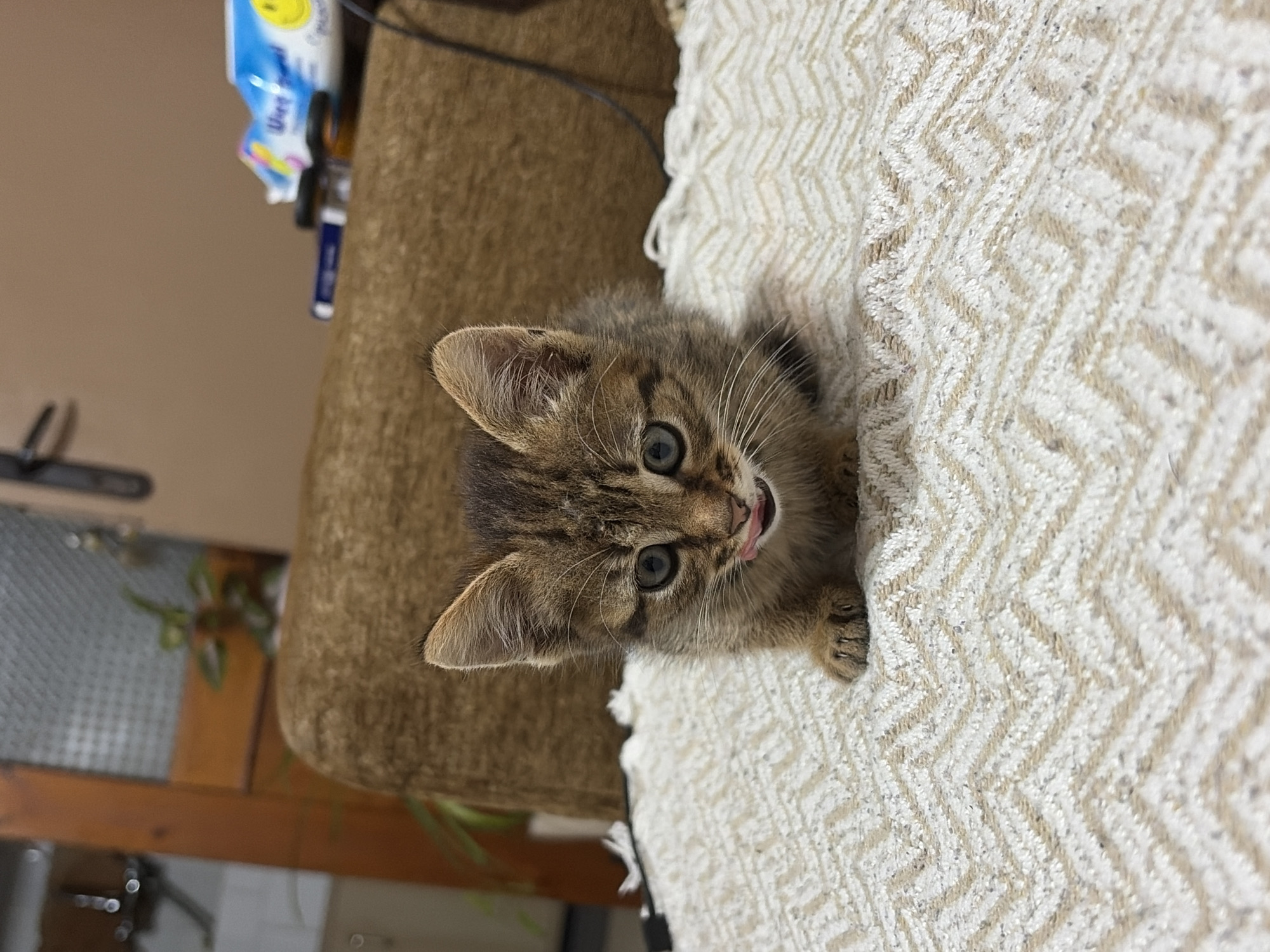 A small, tawny tabby kitten with distinct dark brown stripes and light blue-green eyes is centered in the frame, positioned on a light-colored, patterned fabric surface in a residential interior in Unknown, Unknown. The kitten is facing directly forward, its head slightly lowered, with its pink tongue extended to its upper lip as if licking. Its front paws are tucked beneath its body. The fabric beneath the kitten features a repeating chevron or zigzag pattern in alternating beige/cream and light brown tones. Behind the kitten, a blurred brown upholstered surface, likely a sofa or chair back, occupies the midground. In the blurred background, to the left, elements of a room are visible, including a dark wooden frame, a frosted or textured glass panel, and a green houseplant. To the right, on top of the brown upholstery, a blue and white plastic container with a yellow smiley face and text (partially legible as "Wet Wipes") is present, alongside a darker rectangular object and a black cable draped over the furniture. The lighting suggests an indoor setting.