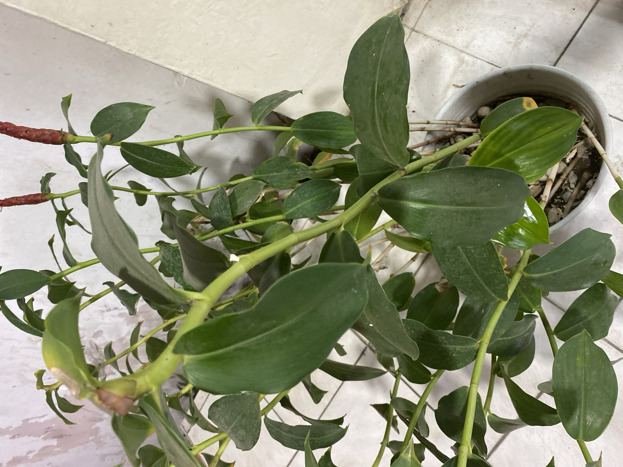 An overhead shot shows a potted plant with large green leaves and two red, cone-shaped flowers. The plant is in a light gray pot filled with soil and sticks. The pot sits on a tiled floor with white and light gray tiles. The background consists of a white wall with a beige diagonal line. The lighting is bright, suggesting an indoor setting.