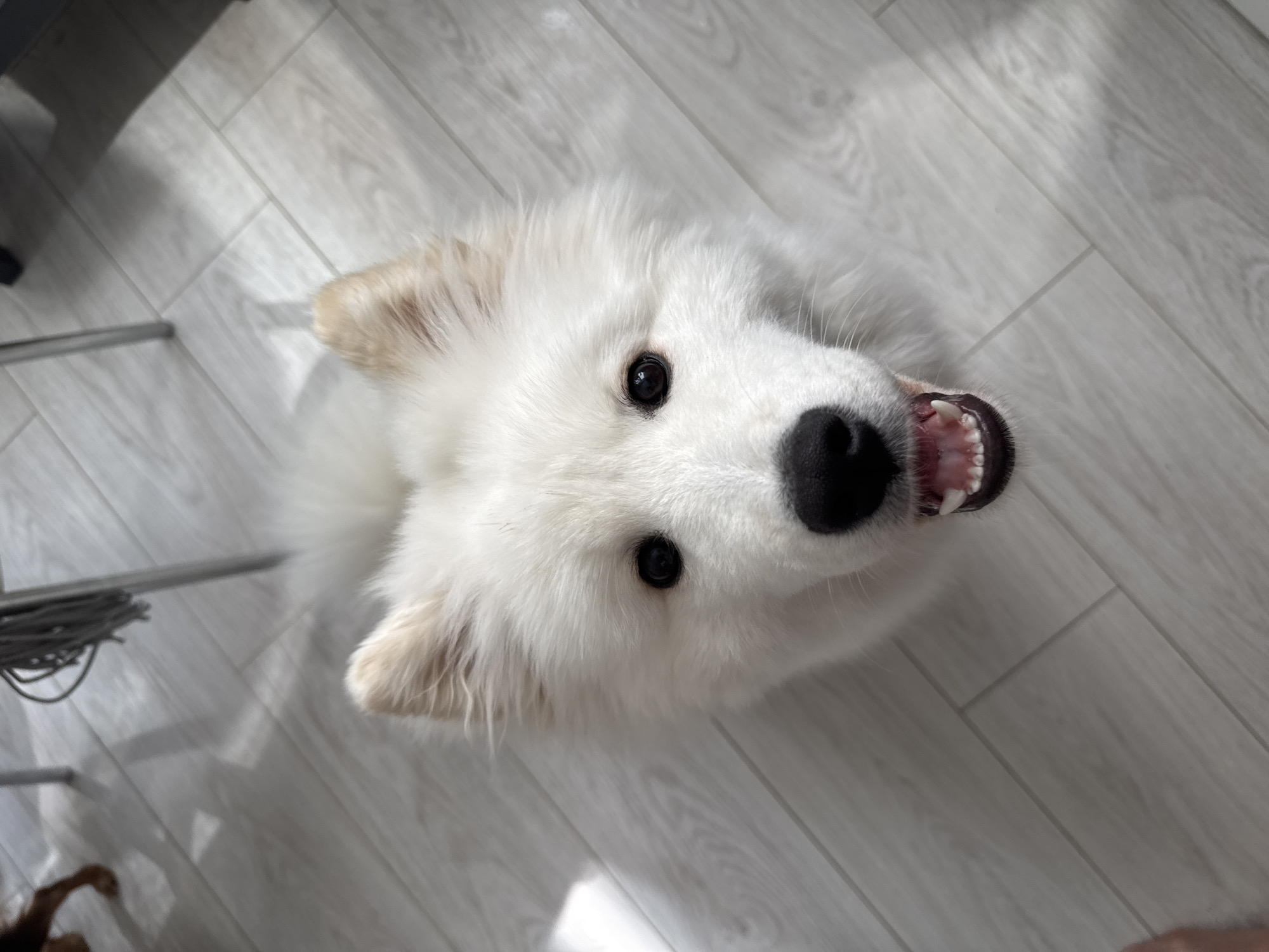 A medium-shot photograph, captured from a high-angle perspective, presents a white Samoyed dog with its head tilted upward towards the camera. The dog's mouth is slightly open, exposing its teeth. Its eyes are black and shiny, and its nose is black and bulbous. The dog is positioned on a light grey wood-patterned floor, which appears to be indoor laminate flooring. In the lower left corner of the frame, parts of a chair and some coiled wires are visible. The location, Chaikovsky, Russia, is not discernible from the visual evidence presented in the image.