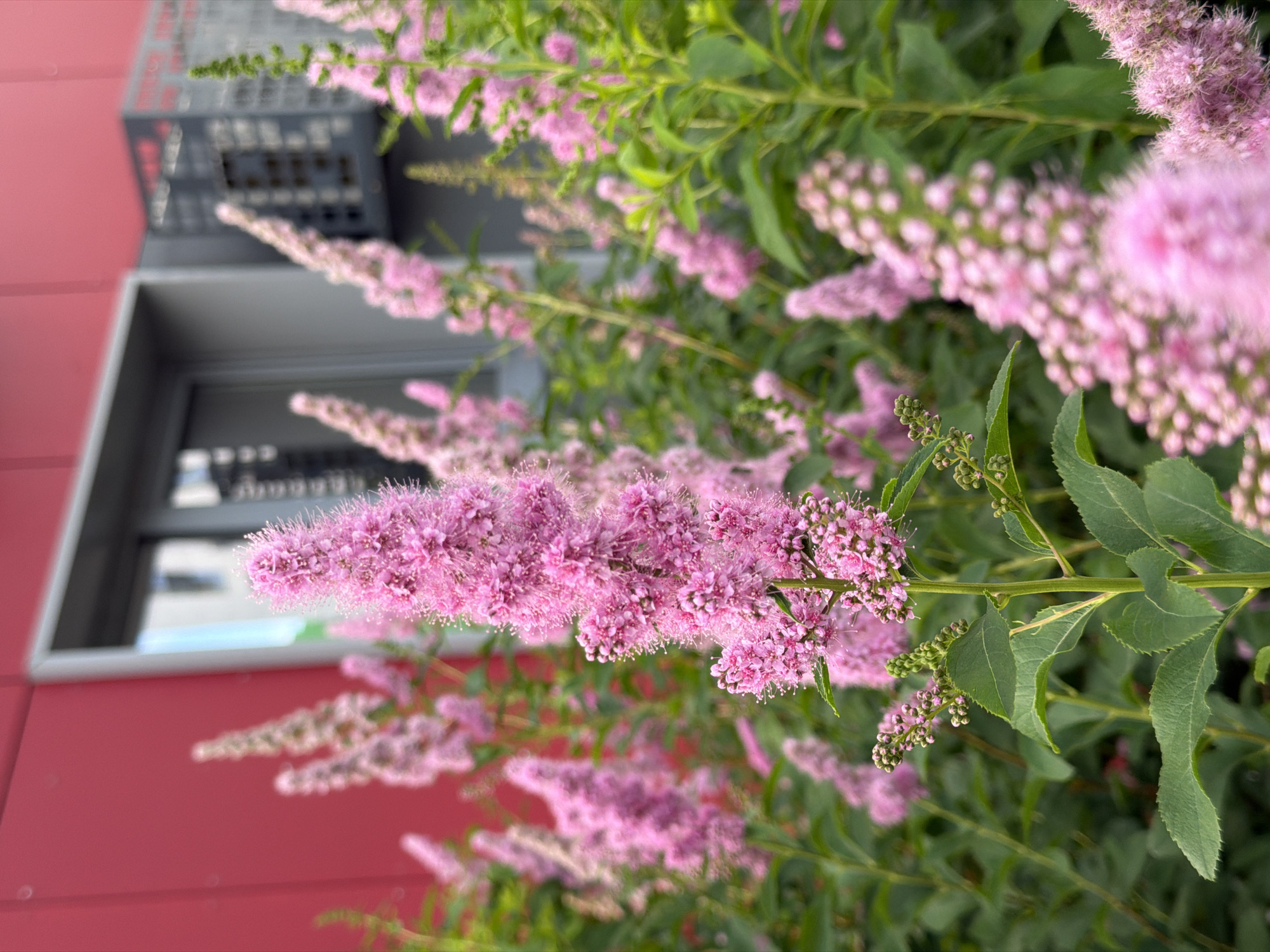 This image showcases a cluster of delicate pink flowers with feathery petals and green leaves. The flowers are in various stages of bloom, with some buds and some fully open blossoms. The background is softly blurred, but a red wall and a grey, possibly metallic, structure with visible vents are discernible. These structures suggest an urban or semi-urban setting. The lighting appears natural, hinting at daytime. The image has a shallow depth of field, with the foreground flowers in sharp focus and the background elements out of focus, creating a gentle, artistic effect. The composition highlights the texture and color of the flowers against a muted backdrop. There is no visible text. The location context is Kazan, Russia, though this is not directly evident from the visual information alone.