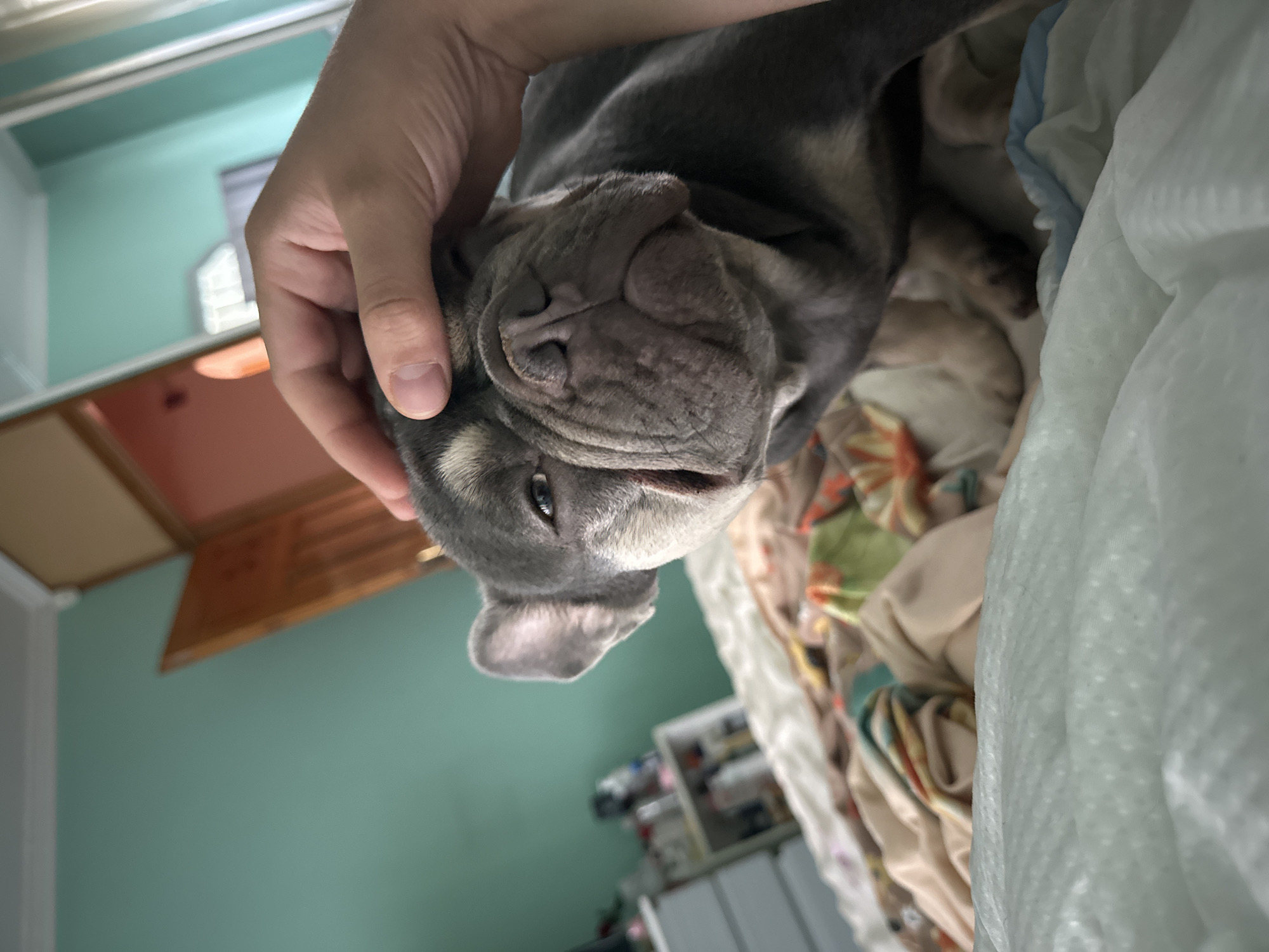 An adult French bulldog is lying on a bed with a person's hand gently petting its head. The dog is facing the camera, and its eyes are partially closed. The bed is covered with a patterned blanket and a white sheet. In the background, there is a teal-colored wall, a wooden door, and a white dresser with shelves filled with various items. The lighting suggests it is daytime, and the scene appears to be in a bedroom.