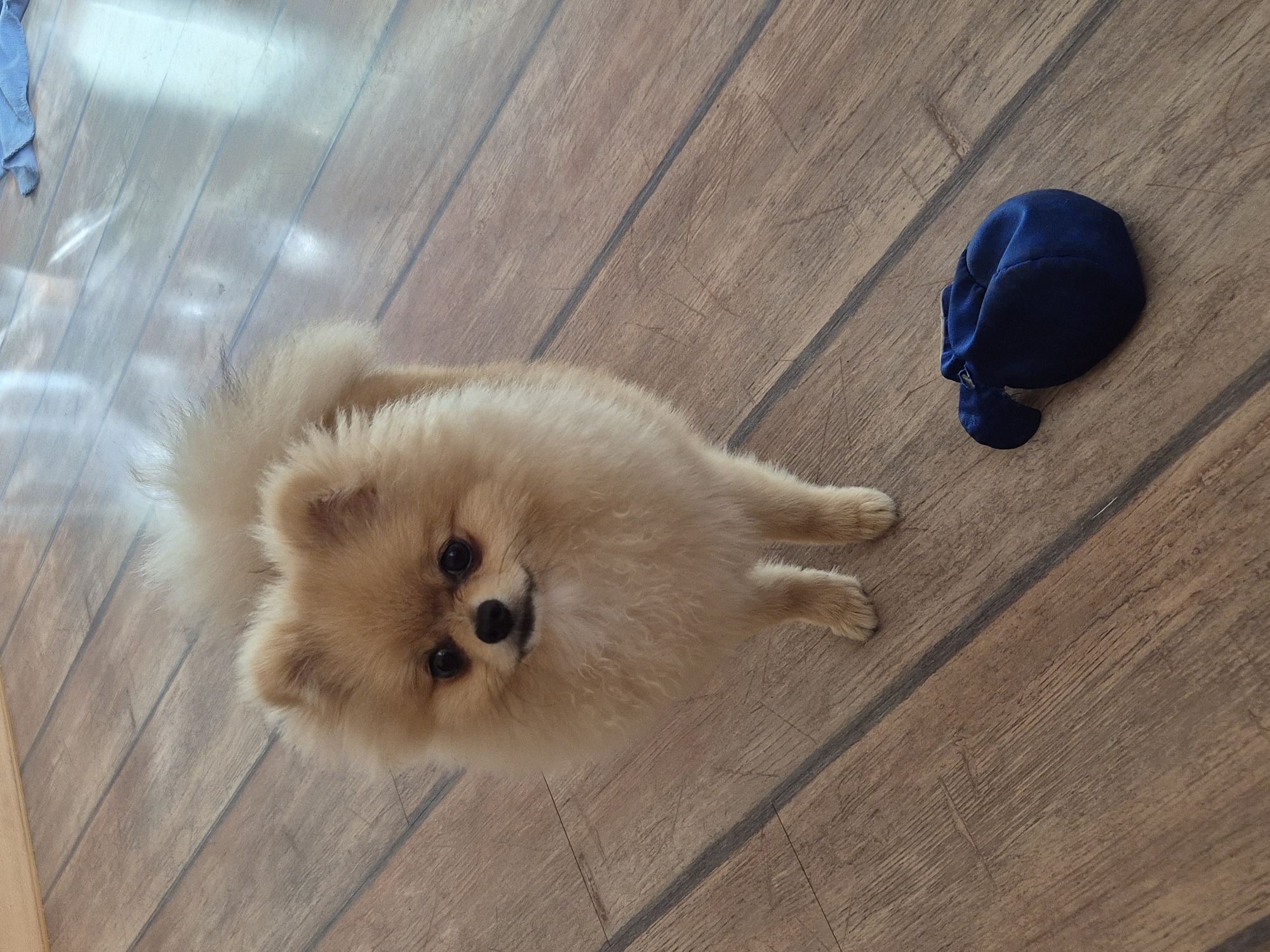 A pomeranian dog stands on a wooden floor. The dog is light brown with fluffy fur and has dark eyes and a black nose. It is facing forward, looking at the camera. In front of the dog, to the right, is a small, dark blue pouch. The floor is made of wooden planks, with visible grain and some scratches. Sunlight reflects off the floor in the background, indicating a brightly lit indoor environment. There is a piece of blue fabric on the floor in the far background. The image is taken from a slightly elevated angle, looking down at the dog and the floor. There is no information in the image to suggest a location in the city of Burgas, Bulgaria.