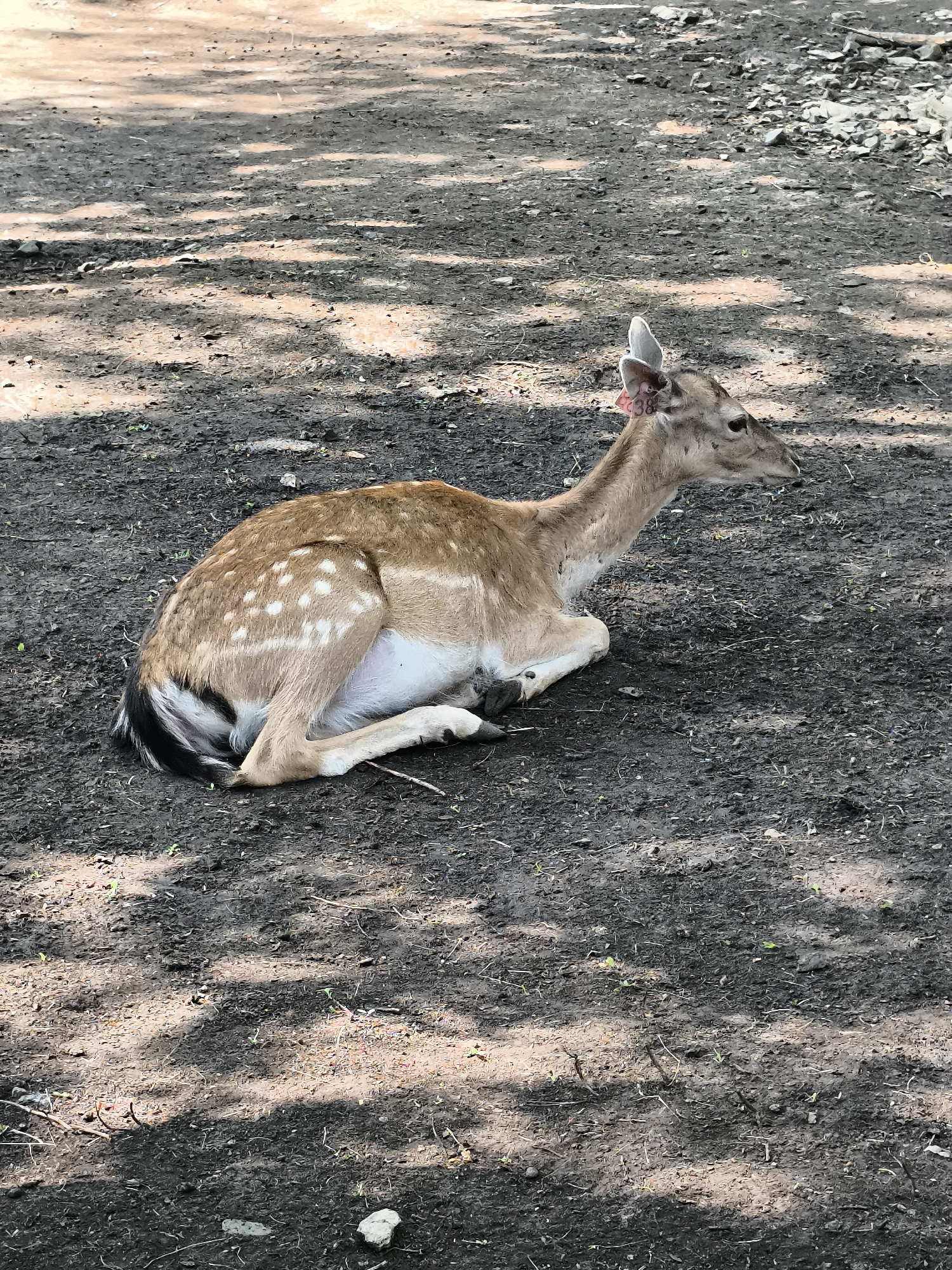 The image depicts a deer lying on the ground in what appears to be an enclosure. The deer is brown with white spots and has a tag on its ear with the number "038" visible. The ground is made of dark soil with some small rocks and sparse vegetation. Shadows from trees are cast across the ground, suggesting an outdoor setting, likely during the daytime. The background is blurred but seems to be more of the same ground surface and possibly some foliage. There is no indication of the city of Orenburg, Russia, in the image or its context.