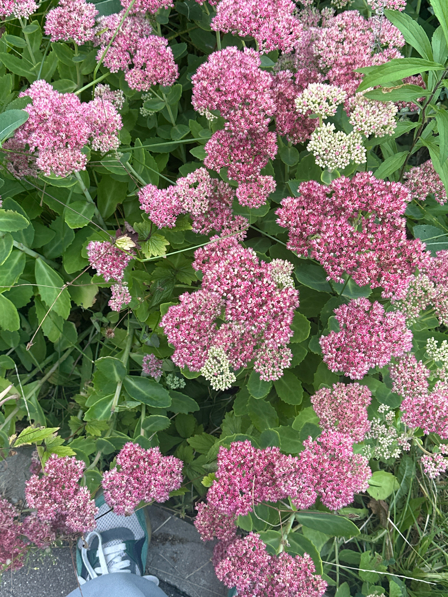 An overhead, medium shot captures a cluster of pink Sedum flowers in bloom, interspersed with budding white flowers, set against a backdrop of lush green foliage. A section of a grey, textured surface, resembling pavement or a pathway, occupies the bottom left quadrant, upon which a pair of athletic shoes, primarily white with teal and grey accents, is positioned. The shoes are worn by an unseen individual. The scene suggests an outdoor environment, possibly a garden or park, in the city of Vidnoye, Russia. The lighting is natural and diffused, indicating it might be daytime.