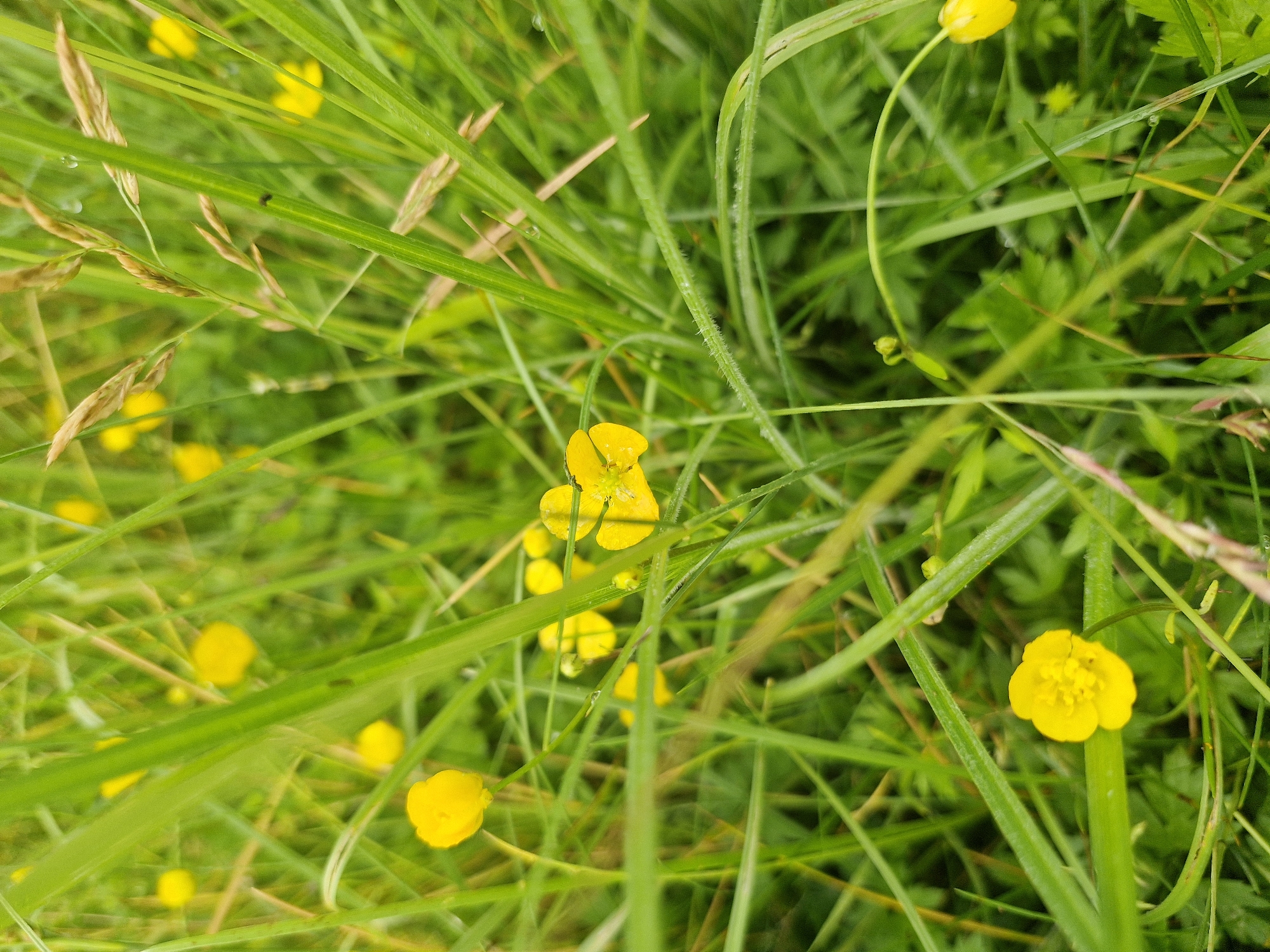A close-up, eye-level, vertical outdoor shot shows a cluster of small, bright yellow wildflowers nestled within lush green grass. The grass appears damp, with visible water droplets on some blades and flower petals, suggesting recent rain or dew. In the foreground, a single yellow flower is in sharp focus, its petals slightly separated, revealing its intricate center. Several other yellow flowers are scattered throughout the frame, some in sharper focus than others, creating a dappled effect. The background is a soft blur of green grass and faint yellow blossoms, enhancing the depth of field. The overall impression is one of natural beauty and delicate flora.