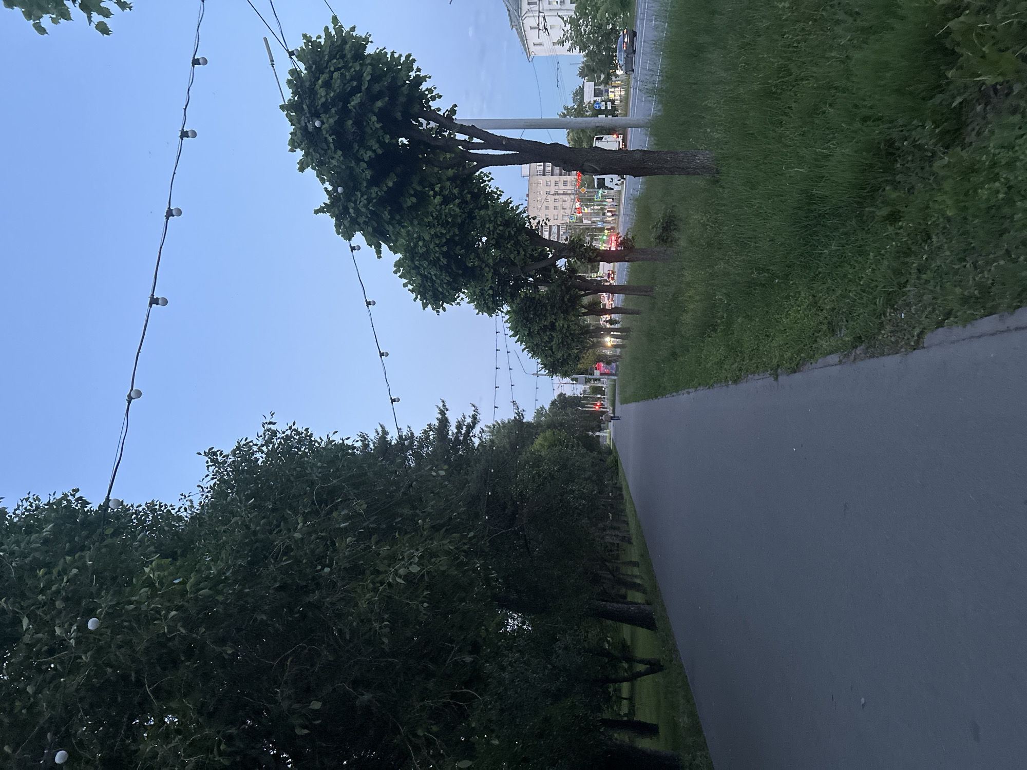 This image captures an outdoor scene, likely a city street or park pathway, viewed from a low angle looking forward. A dark gray asphalt pathway occupies the right side of the frame, extending into the distance. To its left, a strip of green grass runs parallel to the path.
A prominent feature is a row of deciduous trees lining the left side of the scene, separating the pathway from the background. These trees have full, dense green foliage and sturdy trunks, some appearing to be pruned. Above the pathway and through the canopy of the trees, multiple strands of decorative string lights with individual white bulbs are visible, strung across the sky.
In the background, beyond the line of trees, an active urban street is discernible. Vehicles, including cars and a white van, can be seen on a multi-lane road. Traffic lights, some showing red and green, indicate an active intersection further down. Multi-story buildings, typical of an urban environment, line the street in the distance.
The sky is a clear, light blue, suggesting either late afternoon or early evening twilight. The ambient light is soft, and the string lights appear illuminated, adding a decorative or festive touch to the scene. No people are visible in the image, and there is no discernible text. The overall atmosphere is calm and peaceful, depicting an ordinary urban street scene, possibly in Kazan, Russia.