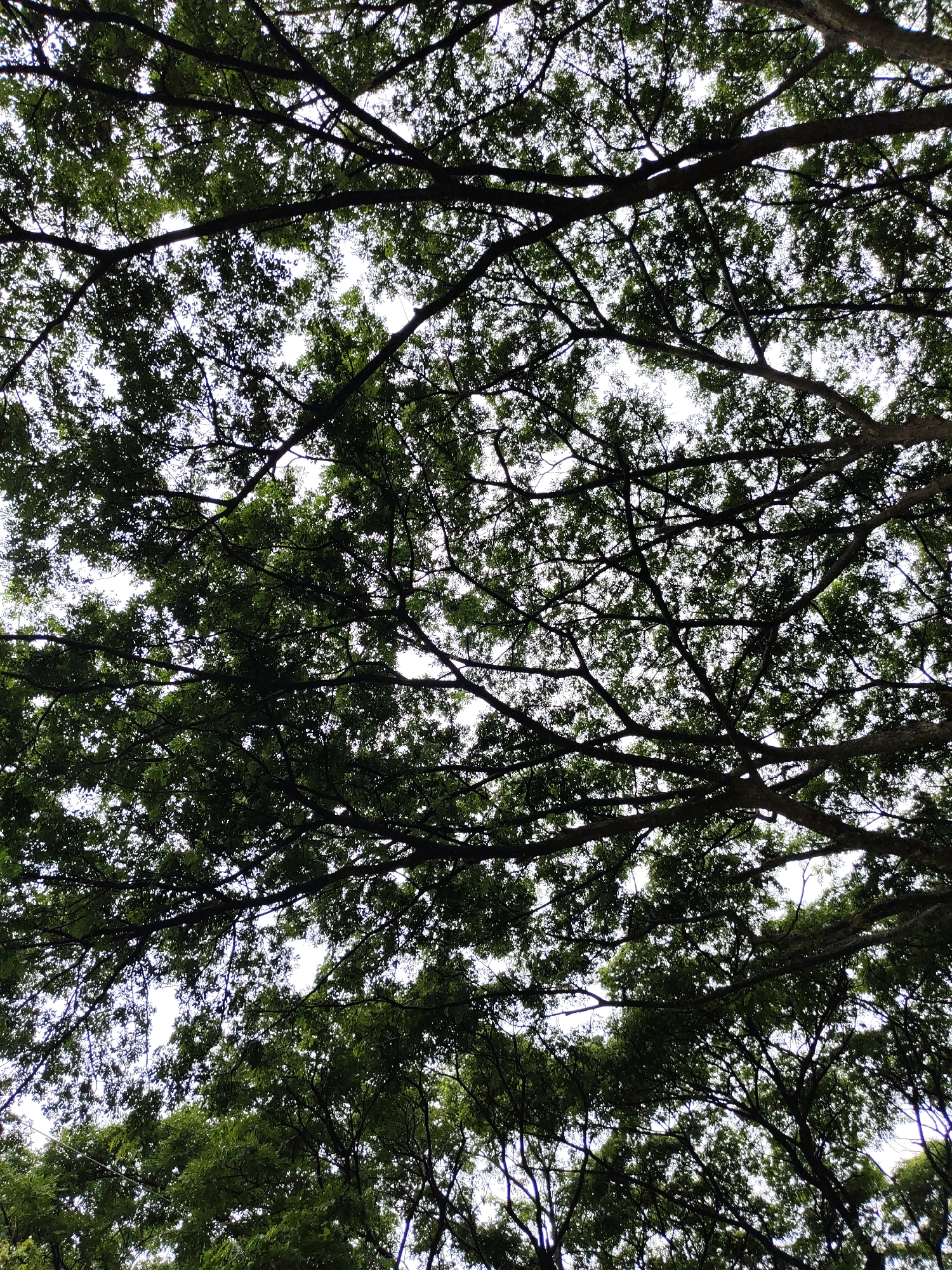 The image is a low-angle shot looking up through the dense canopy of a large tree, likely a rain tree, at the People's Park in Davao City, Philippines. The branches and leaves are silhouetted against a bright, overcast sky, creating a dappled pattern of light and shadow. The overall impression is one of lush greenery and the intricate structure of the tree's natural architecture. No people or specific man-made objects are clearly visible, only the overwhelming presence of the tree.
