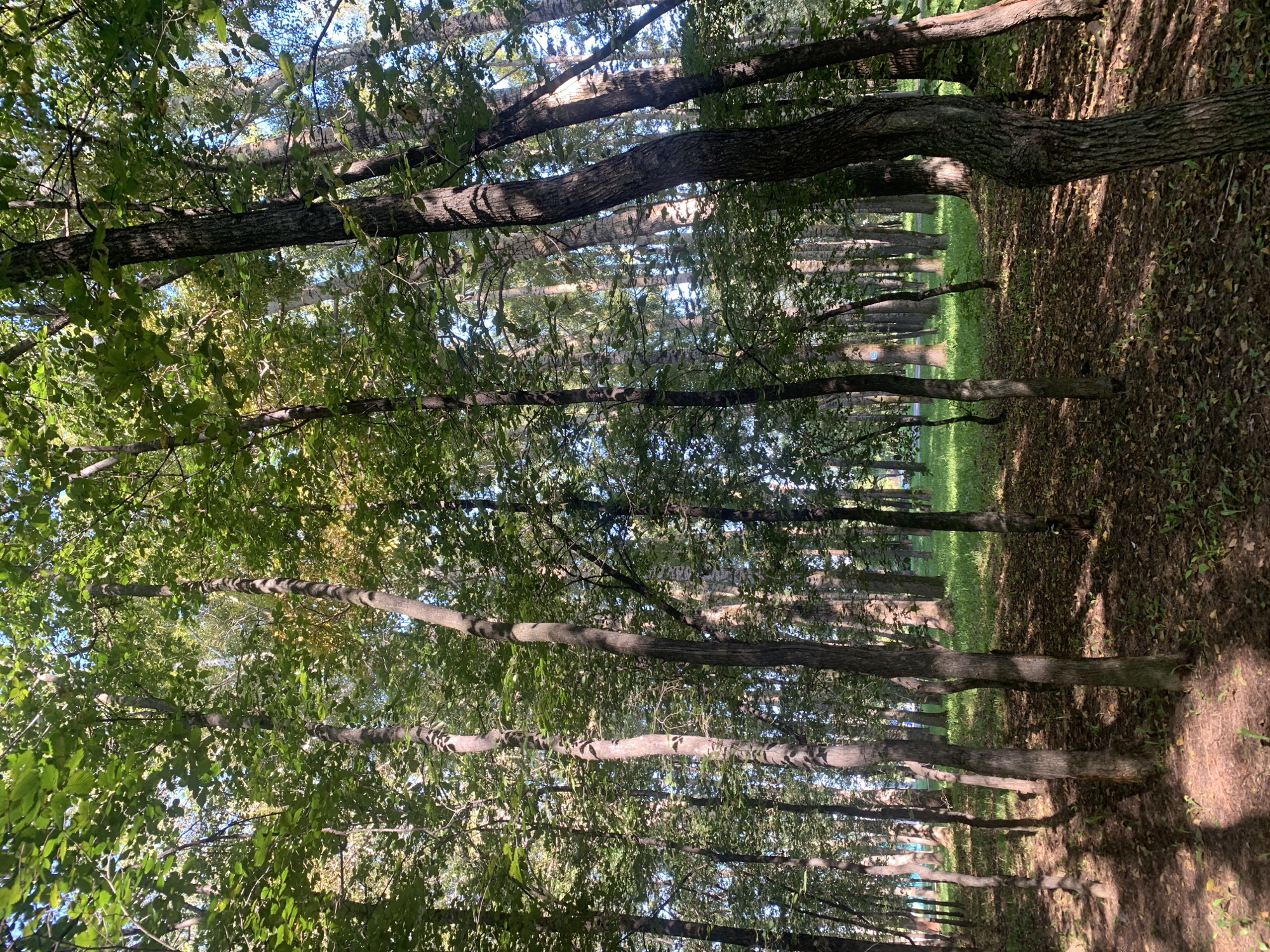 This is a photograph of a park in Prokopyevsk, Russia. The image shows a dense forest with tall trees and a carpet of fallen leaves on the ground. Sunlight filters through the leaves, creating dappled shadows on the forest floor. The trees are a mix of deciduous and coniferous species, with some bearing green leaves and others showing signs of autumn color. In the background, a grassy area and a hint of distant buildings suggest a park setting within an urban environment. There are no people or animals visible in the image. The overall impression is one of a peaceful and natural setting, likely enjoyed by locals for recreation.