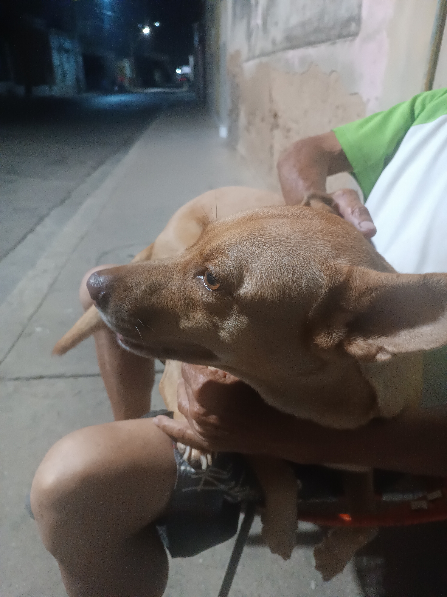 The image depicts a tan-colored dog held by a person in a chair. The dog's head is turned to the left, with its eyes open. A hand rests on the dog's head. The person holding the dog is wearing a green and white shirt, with exposed skin and shorts visible. The scene appears to be at night, on a street with a sidewalk and buildings visible in the background. The location is indicated as Porlamar, Venezuela, according to the user.