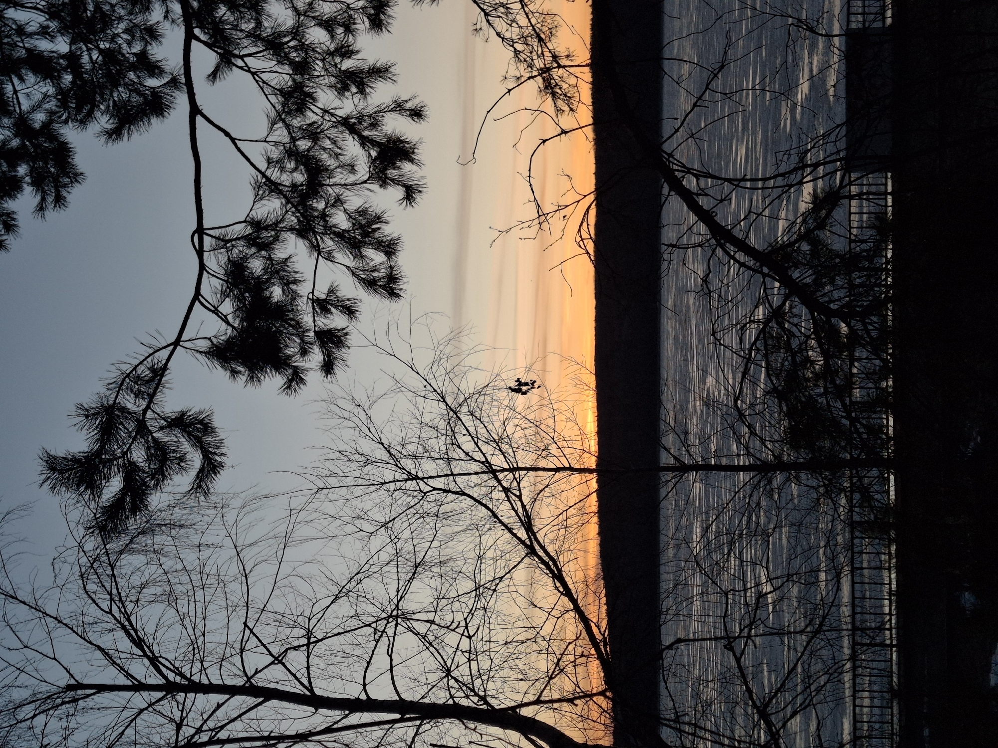 The image depicts a serene natural landscape at either sunrise or sunset, characterized by vibrant sky colors and silhouetted trees overlooking a body of water. The sky transitions from a soft, pale blue at the top, through light grey, to striking orange and yellow hues near the horizon, indicative of a low sun angle.
Numerous trees are silhouetted against this colorful backdrop. In the upper left and center-top, dense branches of coniferous trees with needle-like foliage frame the scene. Bare, intricate branches of deciduous trees extend across the middle and lower sections, creating delicate patterns. A thick, dark tree trunk runs vertically along the right side, anchoring the composition.
Below the horizon, a large body of water reflects the sky's light, showing vertical streaks of brilliance, suggesting either a calm surface or possibly reflective ice cover. A small, dark multi-rotor drone (quadcopter) is visible in flight in the middle-right, silhouetted against the bright orange sky. On the far side of the water, a vertical, ladder-like structure, possibly part of a dock or pier, can be seen against the darker water reflection.
The clear sky and strong, warm atmospheric lighting point to calm weather conditions. The scene evokes a tranquil and contemplative mood, characteristic of a natural setting in the Chaikovsky region of Russia. No visible text is present in the image.