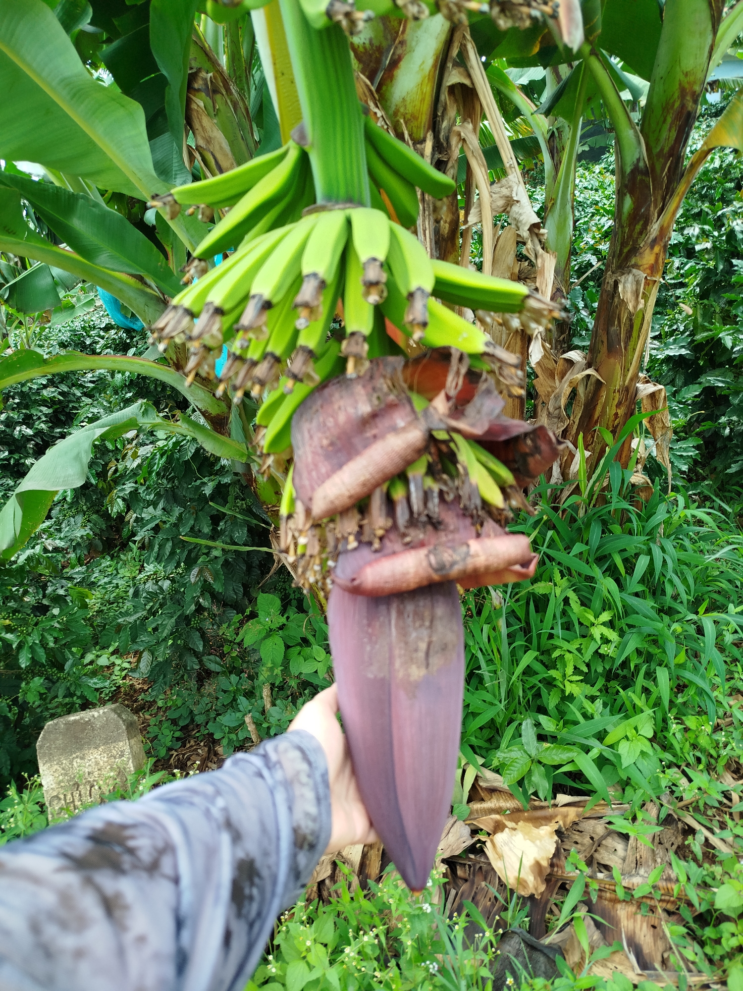 In Xuân Sơn, Vietnam, a person's hand, clad in a grey, patterned long-sleeved garment, holds the base of a banana flower. The banana flower is large and deep purple, with visible brown bracts and tiny green bananas emerging from its top. Behind the flower, a bunch of green, developing bananas is evident. The scene is set amidst lush greenery, with large banana leaves prominently displayed, and a dense background of various plants and trees. A weathered, concrete marker is visible in the lower left corner of the image, partially obscured by foliage. The overall impression is one of natural abundance in a rural Vietnamese setting.