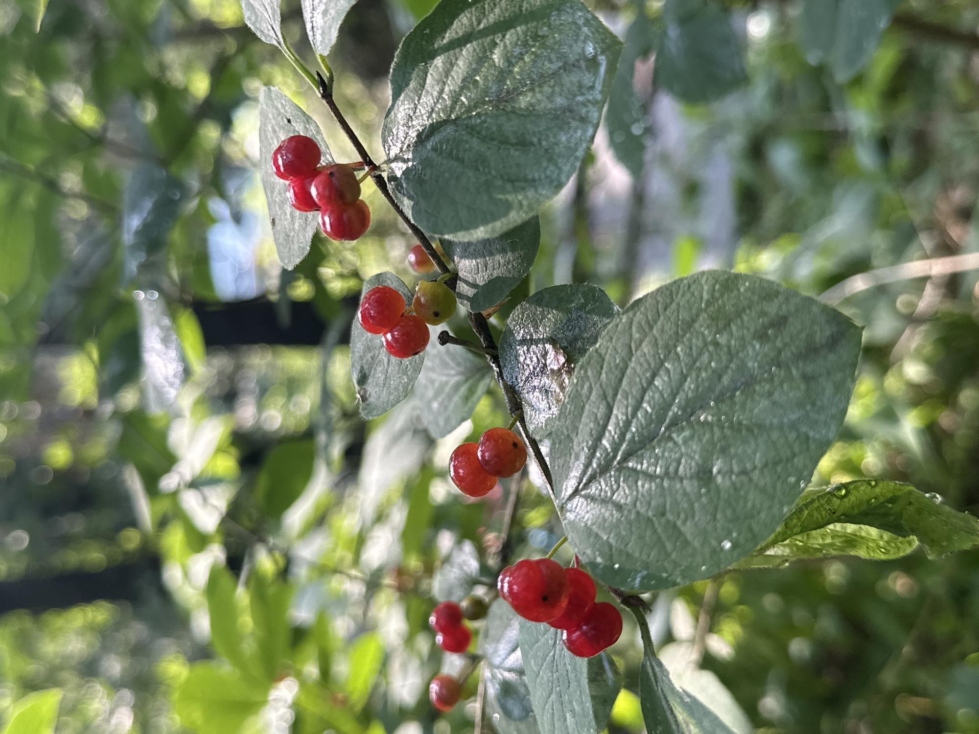 The image captures a close-up view of a branch laden with bright red berries, nestled amongst lush green leaves. The berries are clustered in small groups, with some appearing perfectly spherical and others slightly elongated. The leaves are oval-shaped with serrated edges and exhibit a slightly textured surface, with a few droplets of water visible on them, suggesting recent rain or dew. The background is softly blurred, creating a bokeh effect with dappled sunlight filtering through a canopy of trees, indicative of a natural, outdoor environment. The scene is serene and naturalistic, with the vibrant red of the berries providing a striking contrast to the surrounding green foliage. The specific location in the city of Beryozovsky, Russia, is not discernible from the visual information presented in the image. There are no people, actions, or interactions depicted. The primary subjects are the berries and the leaves on the branch, set against a natural woodland backdrop.