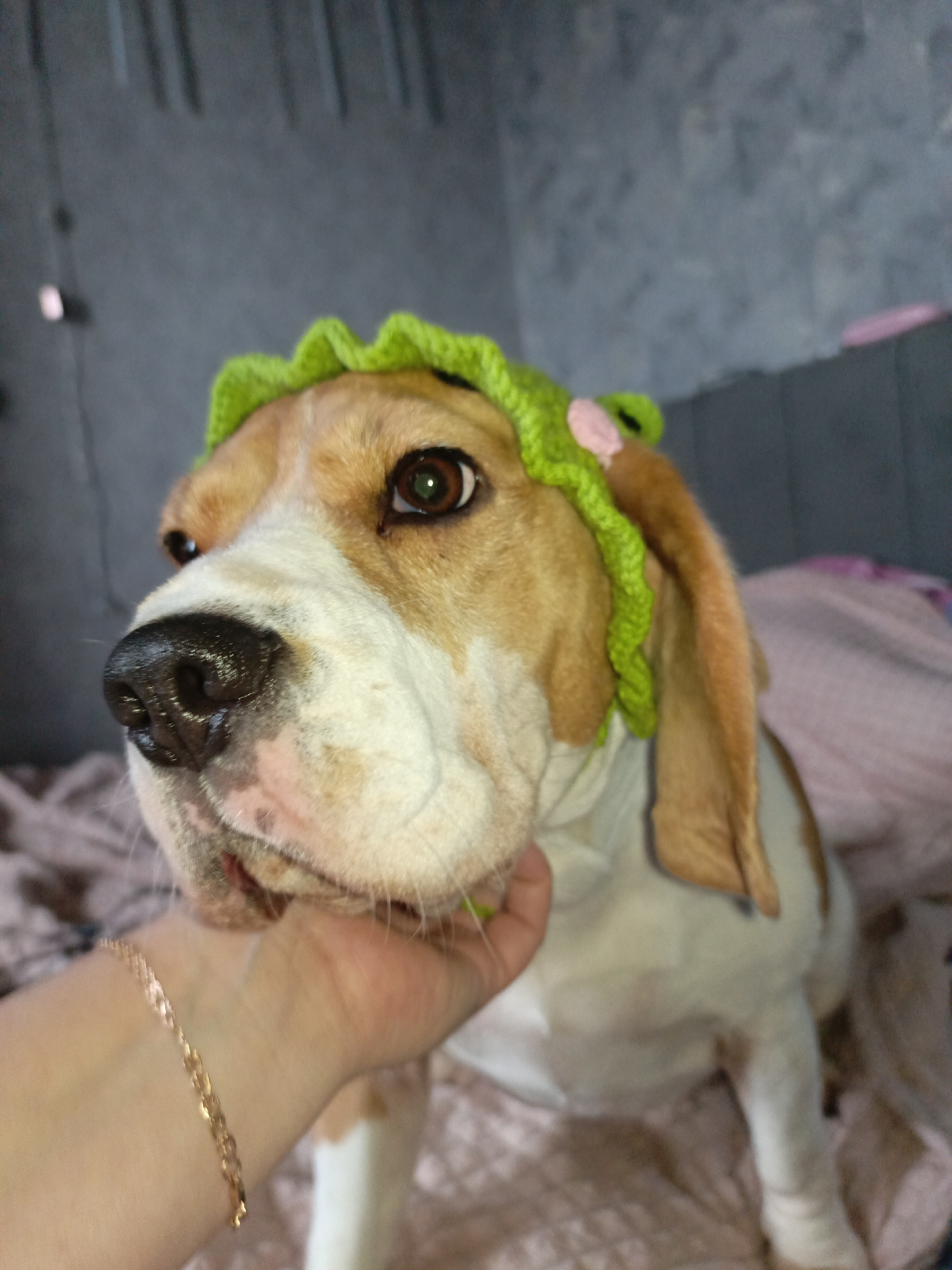 A beagle dog is the subject of the image. The dog has a white chest and legs, tan ears, and a brown and white face. A green crocheted headband with a pink flower is placed on the dog's head. The dog is being held by a hand that has a gold bracelet on the wrist. The background shows a grey wall and a bed with a patterned pink and tan blanket. The location is unknown.