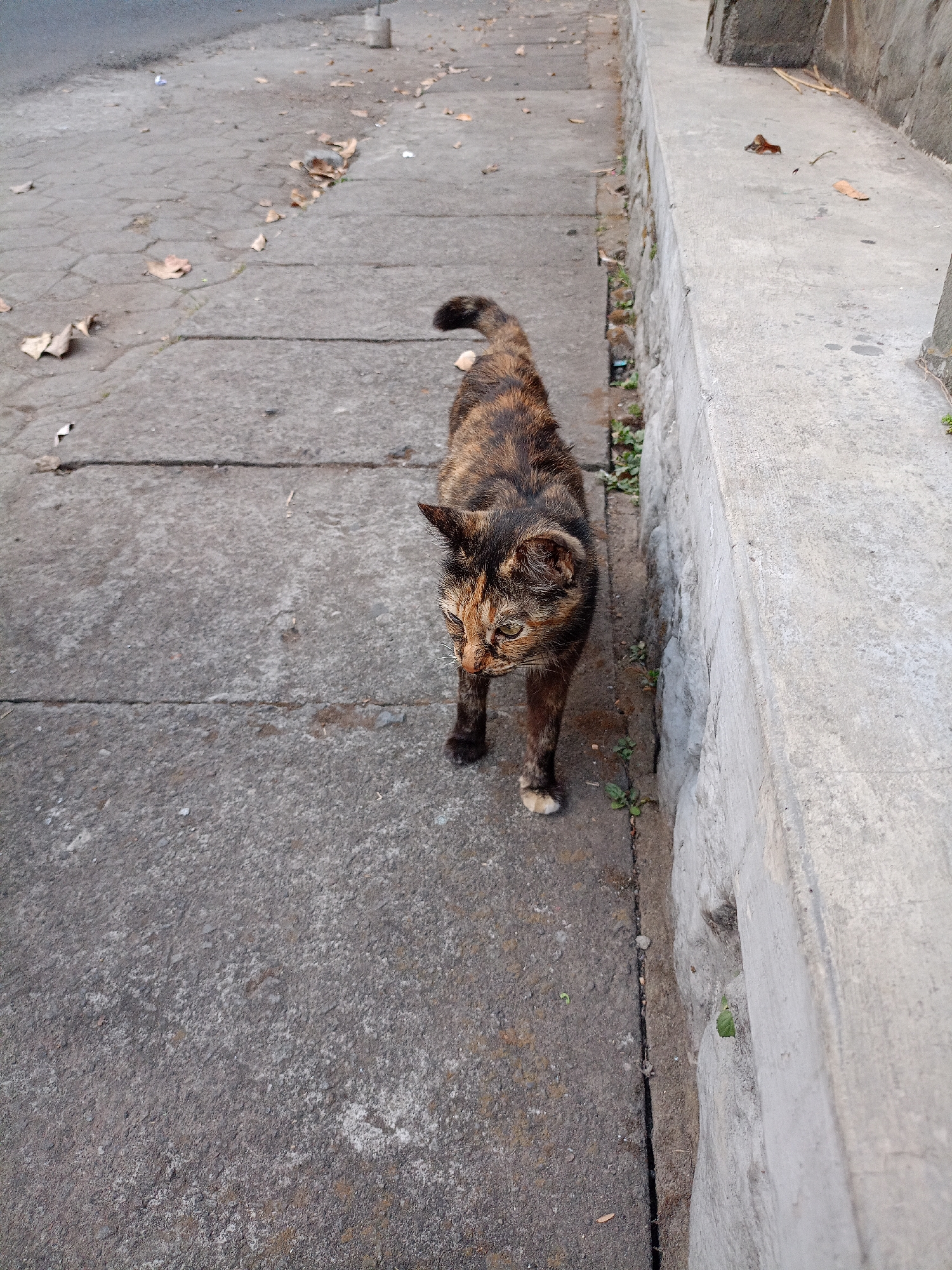 A calico cat with brown, black, and orange fur walks along a concrete sidewalk. The cat is facing to the left of the frame, with its head turned towards the viewer. The sidewalk is cracked and has fallen leaves scattered on it. To the right of the sidewalk is a concrete wall, with some small green plants growing at its base. The scene appears to be outdoors, possibly in a city. The overall impression is one of an urban environment with signs of wear and tear.