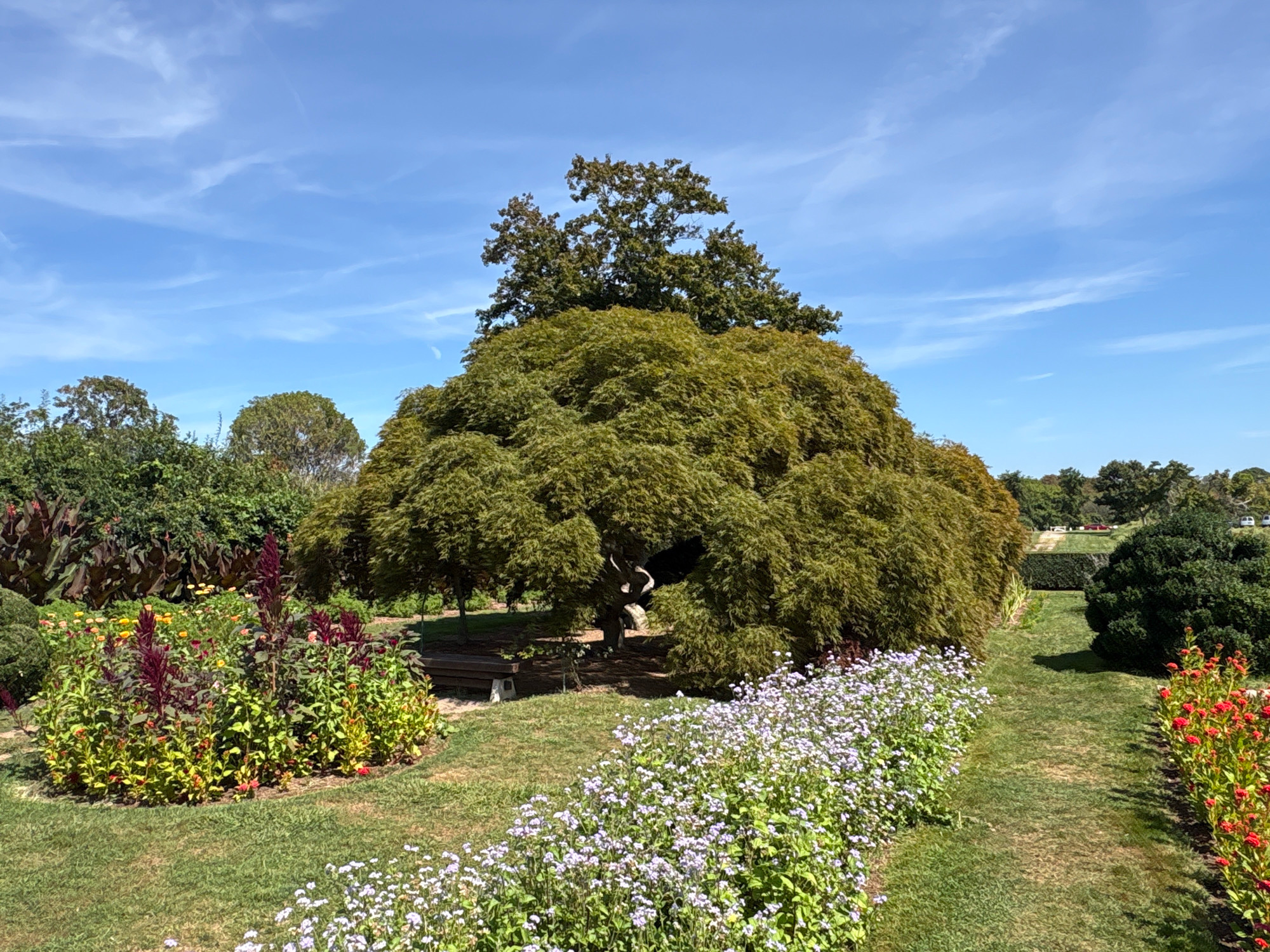 The image depicts a lush garden on a clear, sunny day with a bright blue sky and scattered white clouds. In the foreground, a pathway is lined with small, pale purple flowers to the left and bright red flowers to the right. The pathway leads towards the center of the image, where a large, dense, green tree with a gnarled trunk stands prominently. Beneath the tree, a wooden bench is visible. Behind the main tree, other trees and greenery fill the background, with a distant hedge and more trees forming the horizon. The overall impression is one of a well-maintained park or botanical garden, suggesting a serene outdoor environment.