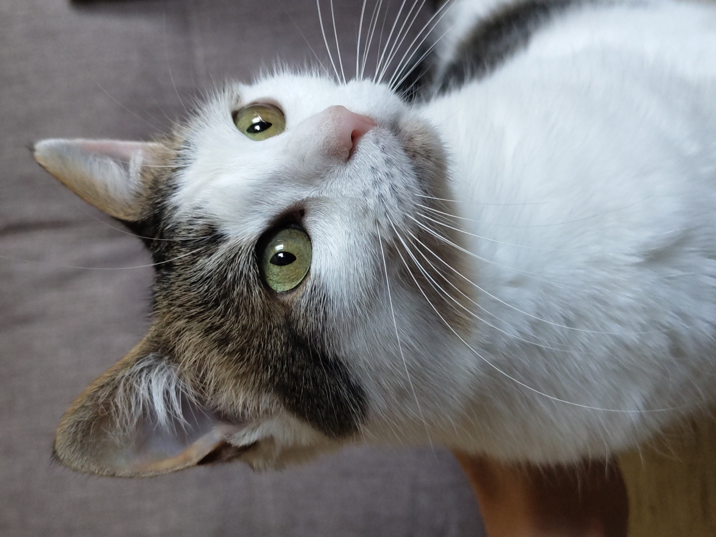 The image is a close-up, eye-level shot of a cat's face. The cat has green eyes, a pink nose, and white fur with tabby markings on its head and ears. Its whiskers are long and white. The cat is looking upwards and slightly to the left, with its head tilted. The background is a soft, out-of-focus brown surface, likely a sofa or carpet. The lighting is natural and appears to be indoor lighting, suggesting a daytime or evening setting. There is no visible text in the image. The cat's expression could be interpreted as curious or attentive. The focus is sharp on the cat's eyes and face, with the rest of its body blurred.