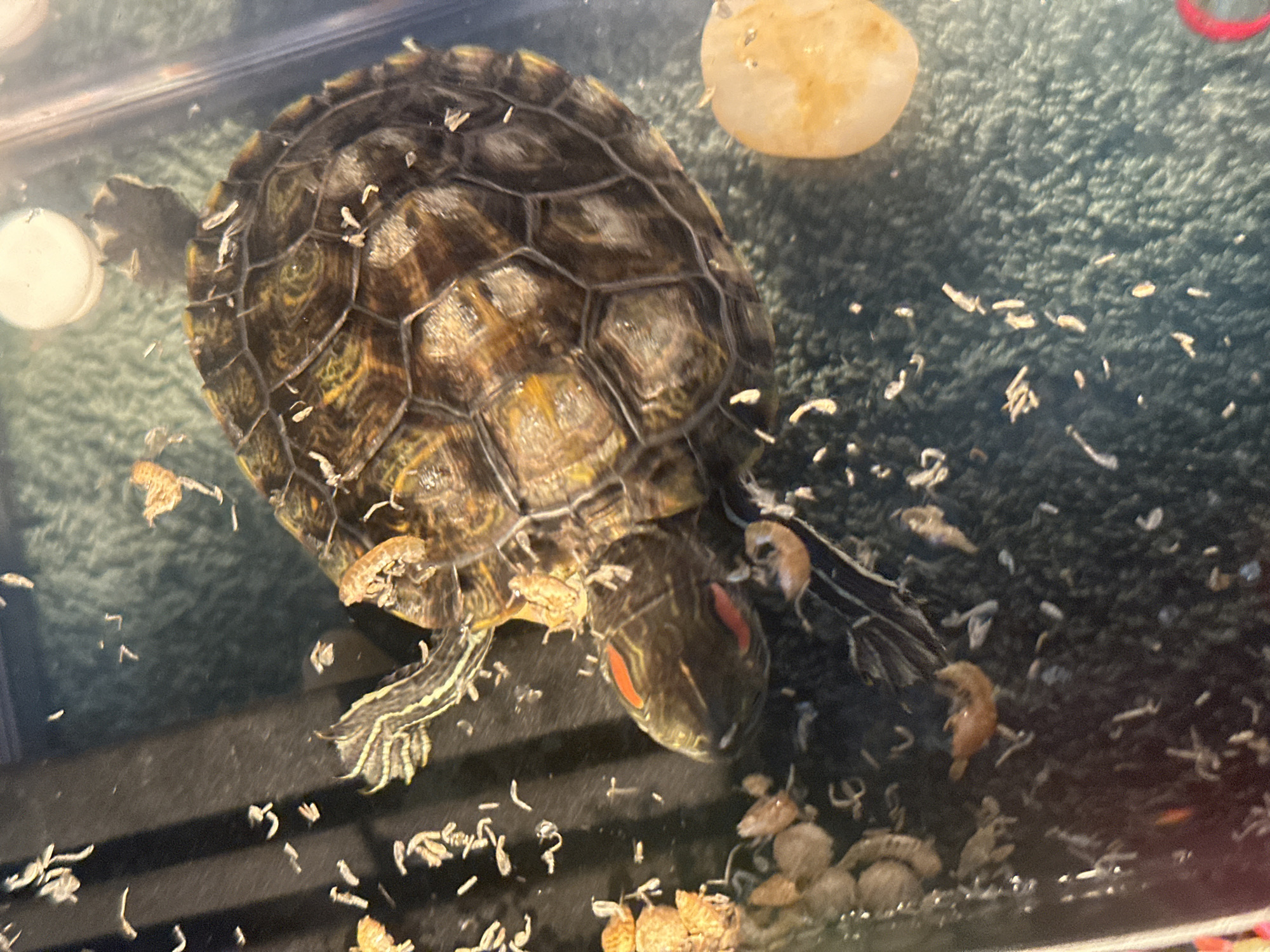 A red-eared slider turtle is submerged in water with a textured greenish-blue substrate at the bottom. The turtle's shell is patterned with dark brown and yellow segments, and its head is visible with red markings behind its eyes. Several small, white, elongated objects, possibly food remnants or waste, are scattered around the turtle and in the water. A light-colored, oval object, possibly a stone or decorative element, is visible to the right of the turtle. The scene appears to be within an aquarium or terrarium. There is no information in the image that would allow for the determination of its location in Novoaltaysk, Russia.