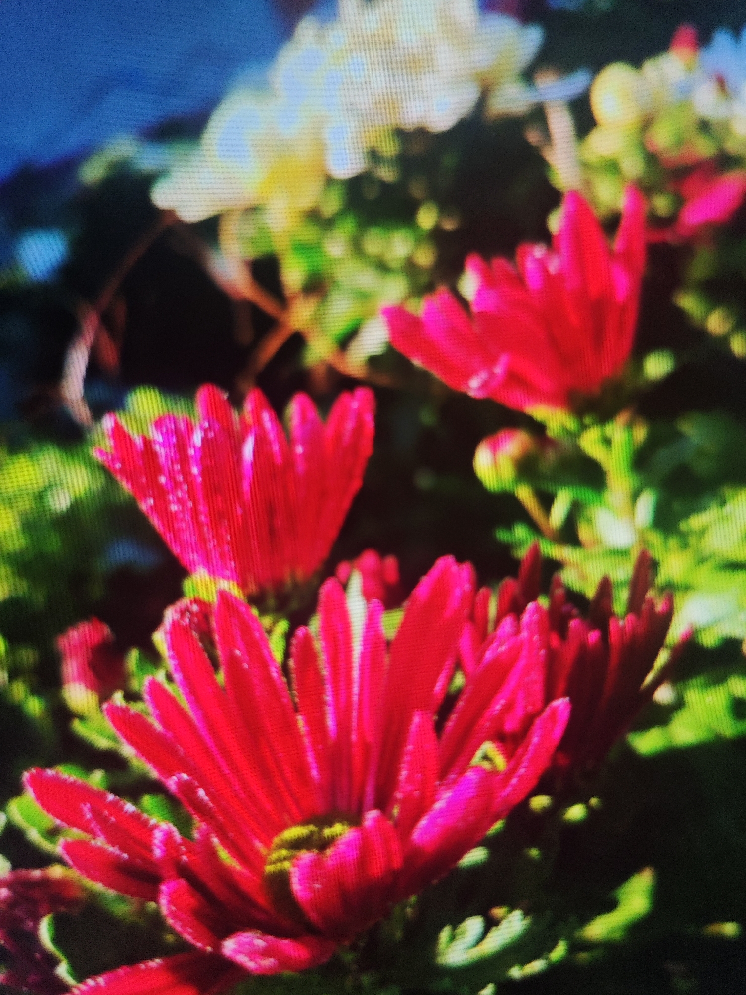 The image is a close-up, slightly blurred photograph of bright red daisy-like flowers. The flowers have many slender petals radiating outwards from a yellow center. There are water droplets on the petals, suggesting recent rain or watering. In the background, there are out-of-focus green leaves and some lighter colored, blurry flowers, possibly white or cream. The overall impression is of a vibrant, natural setting, likely a garden or park. The location in Krasnaya Polyana, Russia, suggests a mountainous, possibly alpine environment, which could influence the type of flora present. The image captures the beauty of these flowers with a shallow depth of field, emphasizing their vivid color and delicate structure. There are no people or specific man-made objects visible in this close-up view of the flowers.