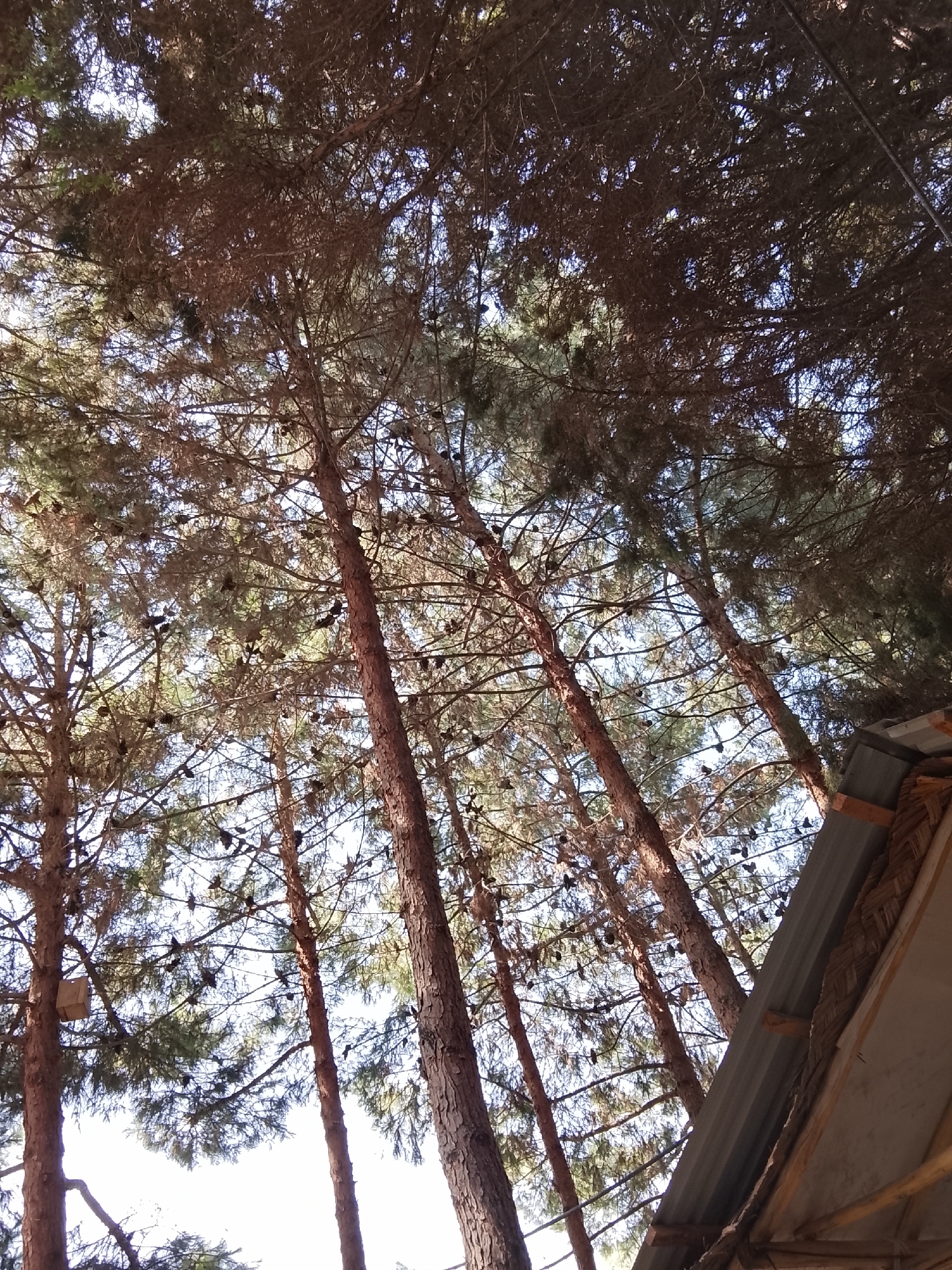 The image captures a low-angle view looking up through a dense canopy of pine trees. The trees are tall and slender, with rough, brown bark. Their branches are laden with pinecones and a multitude of small, dark objects that appear to be birds. The birds are perched on the branches, and their dark silhouettes stand out against the bright sky filtering through the foliage. Sunlight dapples through the leaves, creating a textured pattern of light and shadow.
In the lower right corner of the image, a portion of a rustic structure is visible. This structure has a corrugated metal roof supported by wooden beams, and woven material is used along the edge of the roof. The overall impression is of a natural setting within or near a settlement, given the presence of the man-made structure. The scene is consistent with a location in Oqtepa, Uzbekistan, where such pine forests are found, and it is common to see birdhouses or nesting boxes attached to trees for avian inhabitants.