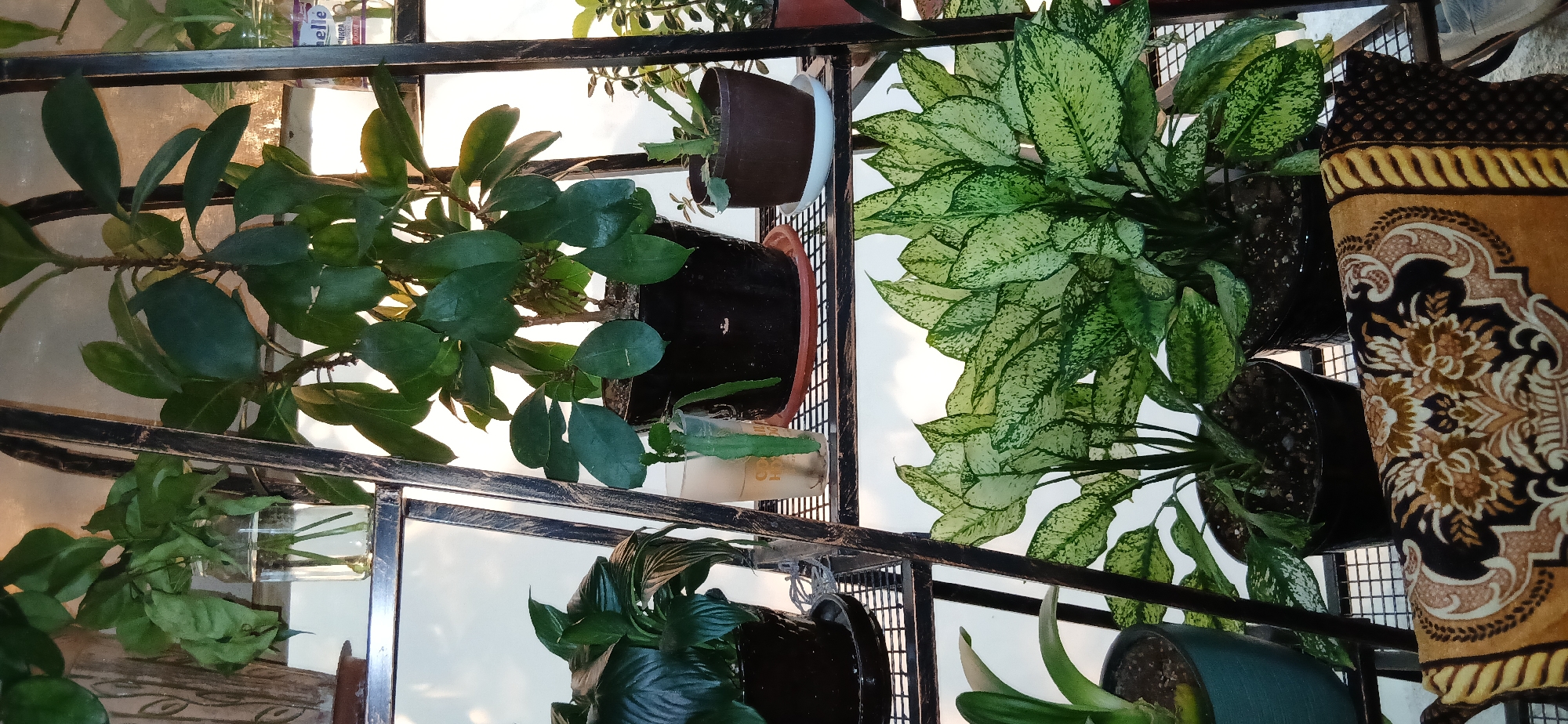 An indoor scene features a tiered metal shelving unit with several potted plants. On the top shelf, a large plant with dark green, oval leaves sits in a black pot. To its left, a glass jar contains plant cuttings in water. On the middle shelf, to the left, is a plant with dark green, spade-shaped leaves in a black pot. Beside it is a clear plastic cup with a plant cutting in water. To the right, a small plant is in a brown pot on a white saucer. The bottom shelf showcases two large plants with variegated green and white leaves in black pots, and a third plant in a teal pot to the far left. A patterned rug with floral designs in brown, gold, and black is draped over the bottom of the shelving unit. The background appears to be a window with bright light filtering through, suggesting daylight. The setting is likely a home or indoor garden space.