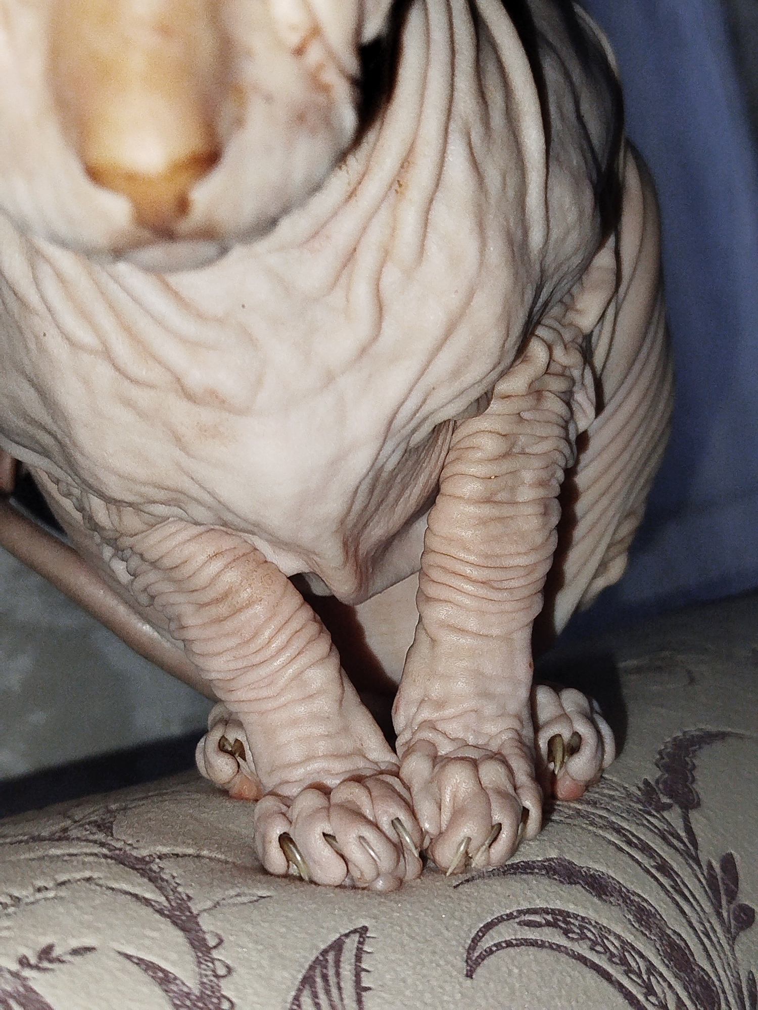 The image shows a close-up of a Sphynx cat's front paws and the base of its body. The cat has wrinkled, pinkish-tan skin and visible claws. The cat is resting on a patterned fabric surface, possibly a sofa or chair. The background includes a blurred blue fabric and a gray surface. The lighting appears to be artificial, casting shadows. There is no discernible information about the location of Zavodoukovsk, Russia, in this image.