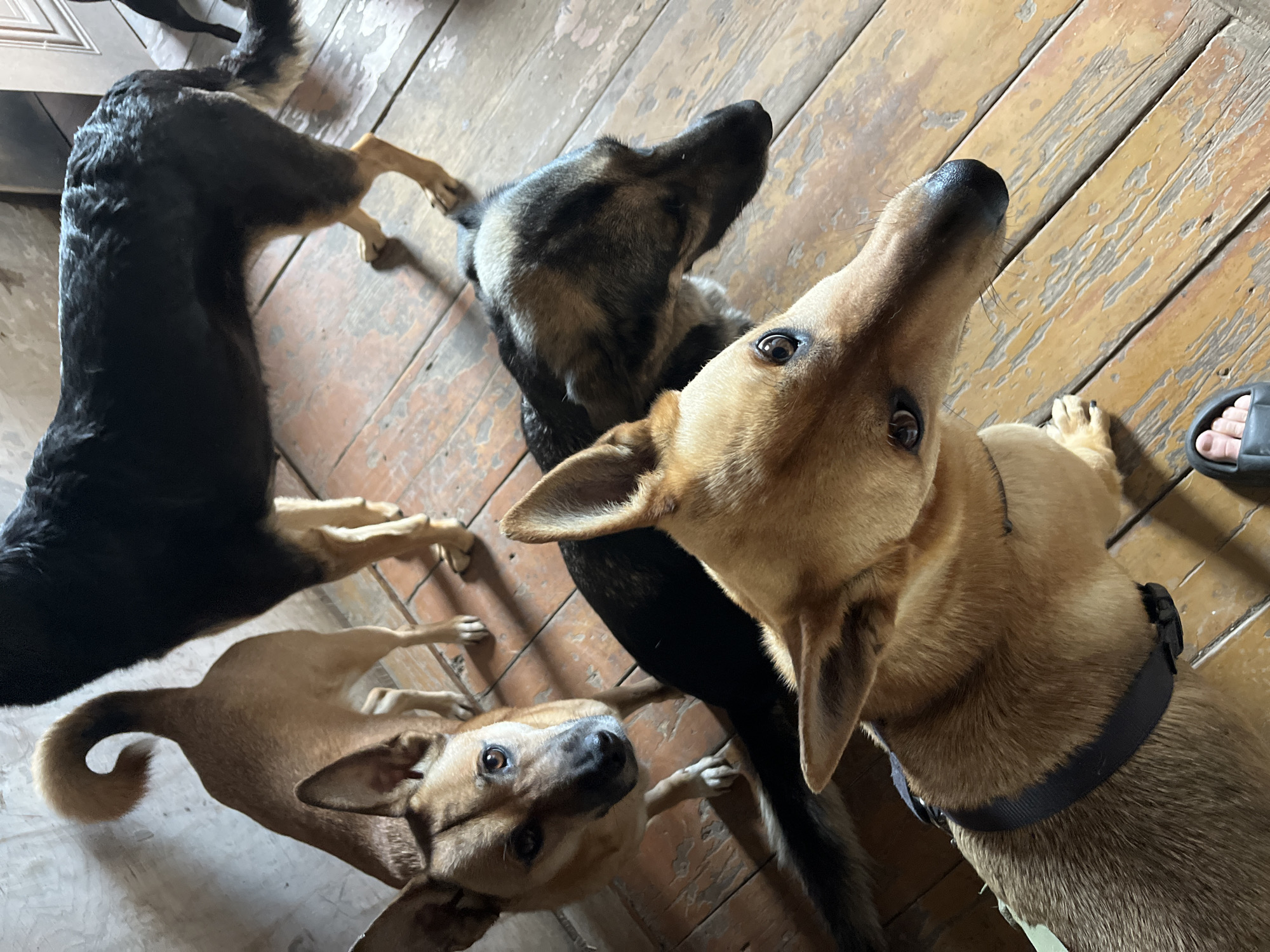 Four dogs are indoors on a wooden floor, looking upwards. The floor consists of wooden planks with a worn varnish. One dog is largely black, only its legs are tan. Another is black and tan, while the remaining two are various shades of tan. One dog wears a black collar. A person's foot wearing a slide is visible. The location of the photo is not possible to determine, including whether or not it is in Nizhny Tagil, Russia.