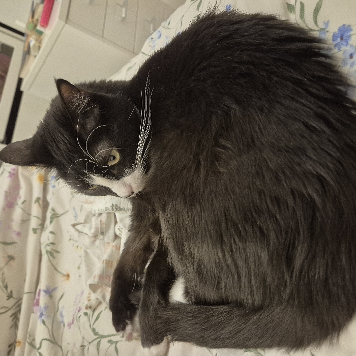 A tuxedo cat with white whiskers and green eyes is curled up on a floral patterned surface. The cat's fur is predominantly black, with a white patch around the nose and mouth. The cat is angled towards the lower left, and its tail is curled around its body. The background is blurred, but suggests furniture and a patterned bedspread. The cat appears relaxed.