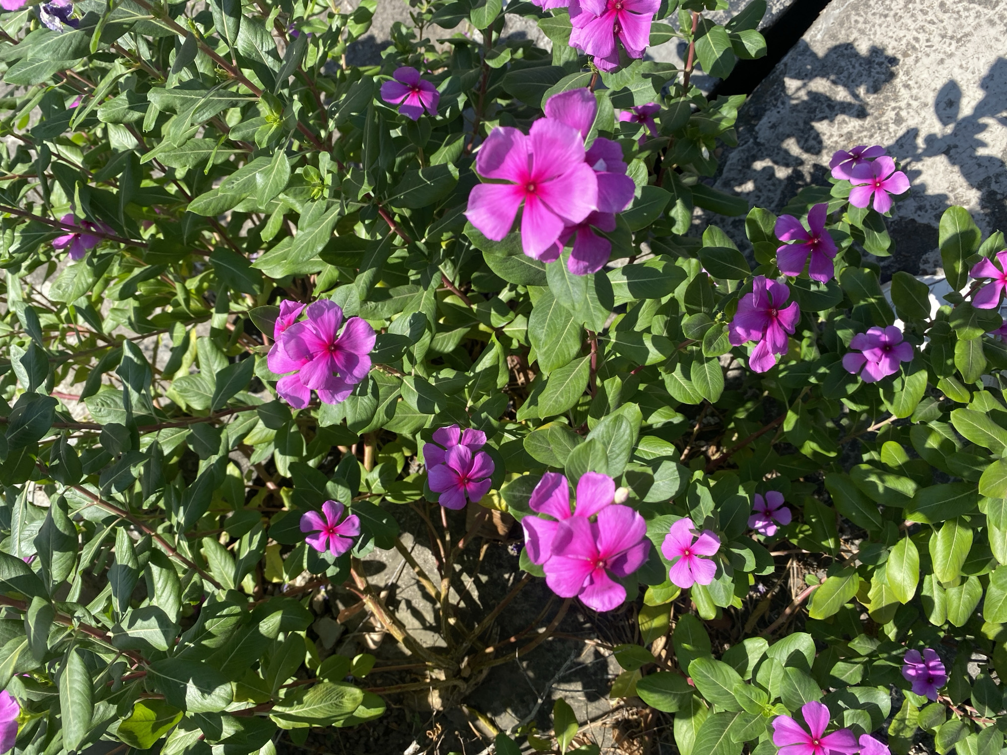 This image shows a close-up view of a patch of vinca flowers, also known as periwinkle, in a garden. The flowers are predominantly bright pink and purple, with five petals each. They are surrounded by lush green leaves and stems. The sunlight casts shadows on the textured concrete surface in the foreground, suggesting an outdoor setting. The image does not contain any people or specific architectural elements that would indicate a precise location within Banjarbaru, Indonesia, beyond it being an outdoor garden space.