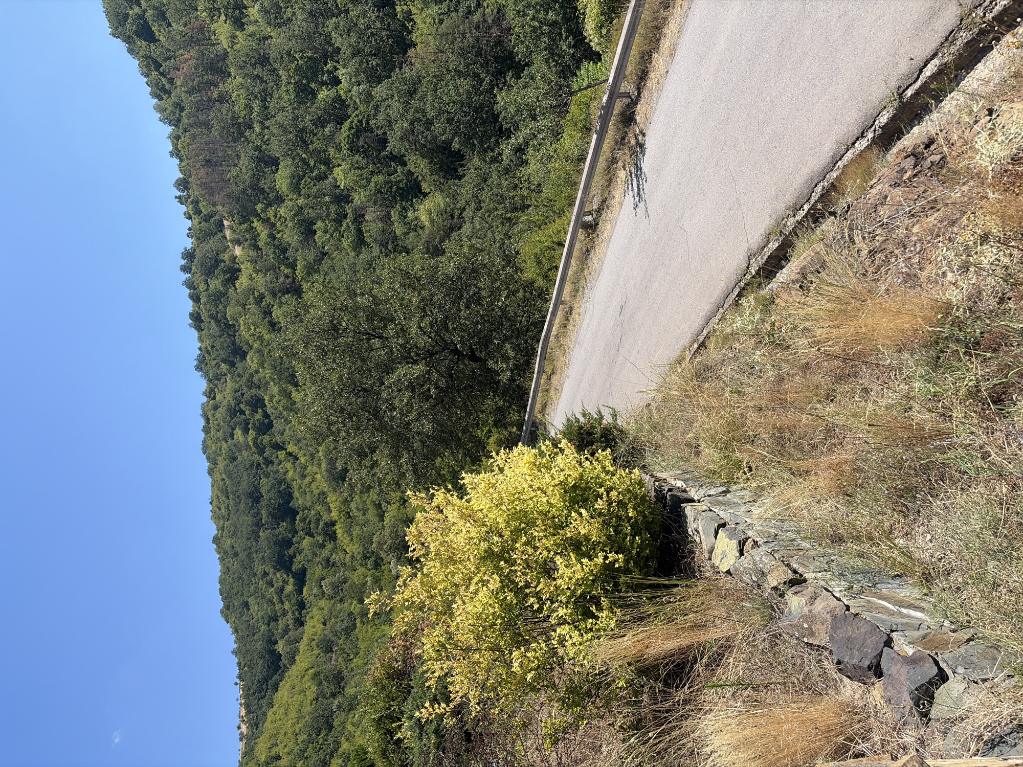 This image depicts a scenic view of a winding road on a sunny day, set against a backdrop of lush green hills. The road, paved with asphalt, curves from the lower right to the upper left of the frame, bordered by a metal guardrail on the right side. To the left of the road, a stone retaining wall supports a vegetated embankment. A bright yellow-green bush is prominently featured in the foreground on the left, surrounded by dry grass. The hills in the background are densely covered with various shades of green trees, with a clear blue sky above. The scene appears to be a rural or natural landscape, possibly located in or near the city of Ochindol, Bulgaria, judging by the context provided. There are no people or animals visible in the image, and no specific actions or interactions are depicted. The environment is characterized by a mix of natural vegetation and man-made infrastructure (the road and wall).