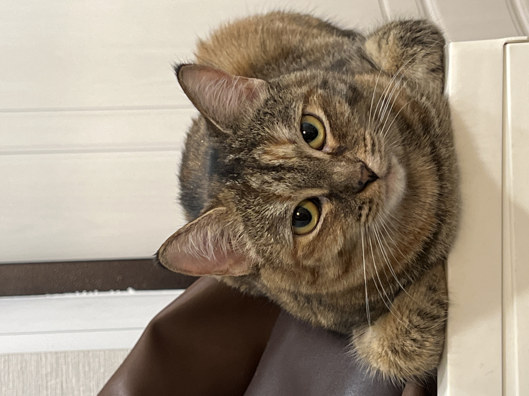 A brown and black tabby cat with yellow-green eyes is positioned on a brown surface next to a white paneled wall. The cat is looking directly at the camera with a slightly tilted head. The background is a plain white wall with horizontal paneling. The location in the city of Kazan, Russia, is not discernible from this image.