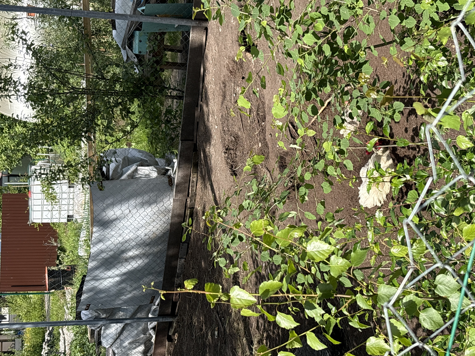 In a rural outdoor setting, likely a garden or allotment in Озон Снт, Russia, two white chickens are visible amongst lush green foliage and brown soil. One chicken, partially obscured by a plant, is lying down with its head visible, showing red wattles. Another chicken is standing, its white plumage distinct against the earthy tones of the ground. The chickens are in the foreground, with a chain-link fence in the immediate foreground, suggesting a fenced enclosure. In the background, a brown corrugated metal fence and a large white IBC tote are present. The scene is illuminated by natural sunlight, casting shadows and highlighting the textures of the plants and soil.