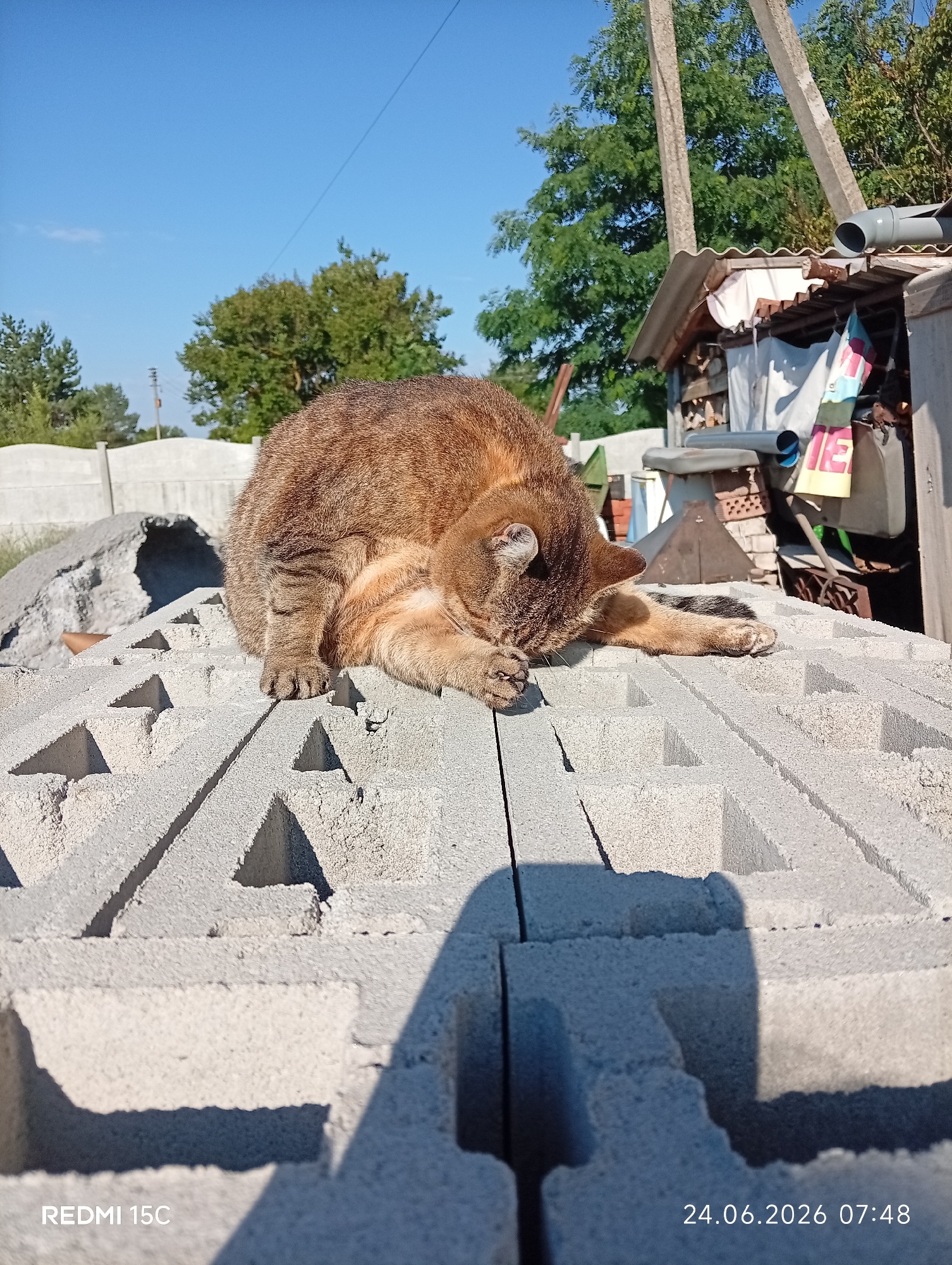 In Mykolaivka, Ukraine, on June 24, 2026, at 7:48 AM, a ginger cat is grooming itself on a pile of gray cinder blocks. The cat is positioned on top of the blocks, facing left and down, with its head lowered towards its front paws. Its fur is a mix of ginger and brown stripes. The cinder blocks are arranged in an interlocking pattern, creating a textured surface. In the background, there are trees, a light blue sky, and a structure that appears to be a shed or storage area with corrugated roofing. The lighting suggests a bright, sunny day.