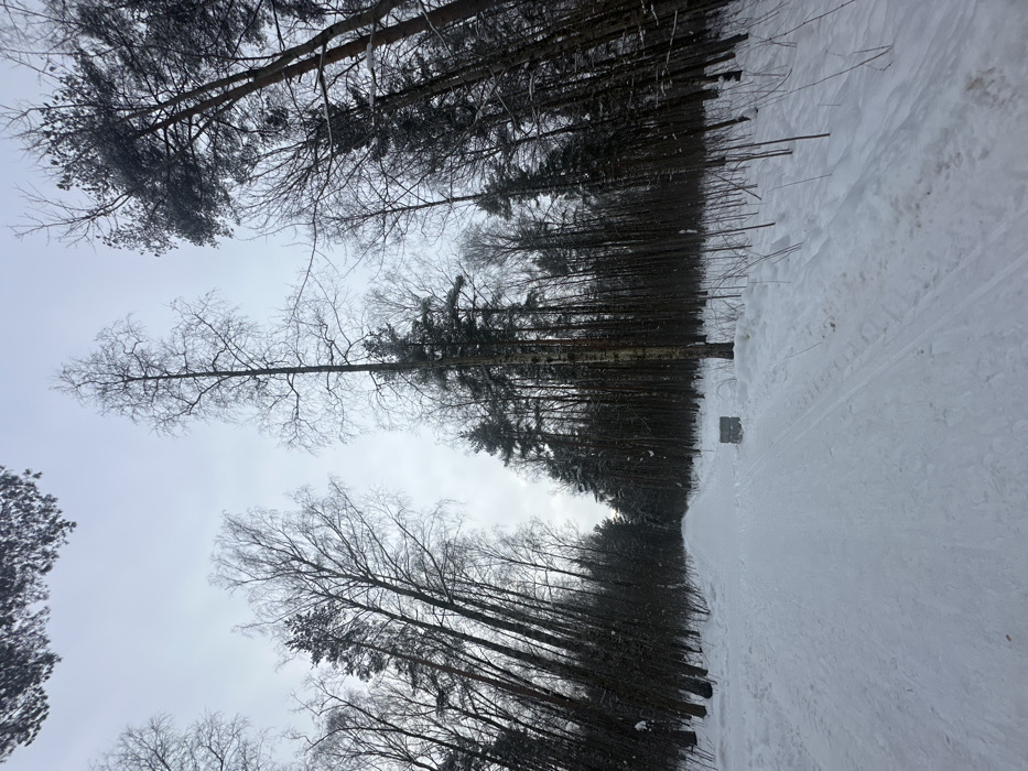 The image displays a wide, snow-covered forest path cutting through a dense wooded area under an overcast, light-grey sky, consistent with a winter landscape within Sosnovka Park in Saint Petersburg, Russia.
The path, approximately 4 meters wide and covered in fresh snow with discernible depressions from foot or ski traffic, extends from the foreground into the middle distance, appearing to curve subtly to the right before disappearing into the trees. It is flanked on both sides by a mix of tall, slender trees, predominantly bare deciduous species with delicate branches (including a prominent birch tree with a lighter trunk near the center-right of the frame) and darker coniferous trees. The trees are densely packed, forming a high canopy overhead, particularly on the right side. On the right edge of the path, approximately one-third of the way into the frame, a rectangular, light-grey object, resembling a concrete or stone block, stands partially embedded in the snow. The ground surrounding the path is uniformly covered in snow, with some smaller branches and saplings visible through the snow layer, particularly on the right. No individuals, animals, or vehicles are present. The scene is illuminated by diffused natural light, indicating a cloudy daytime environment.