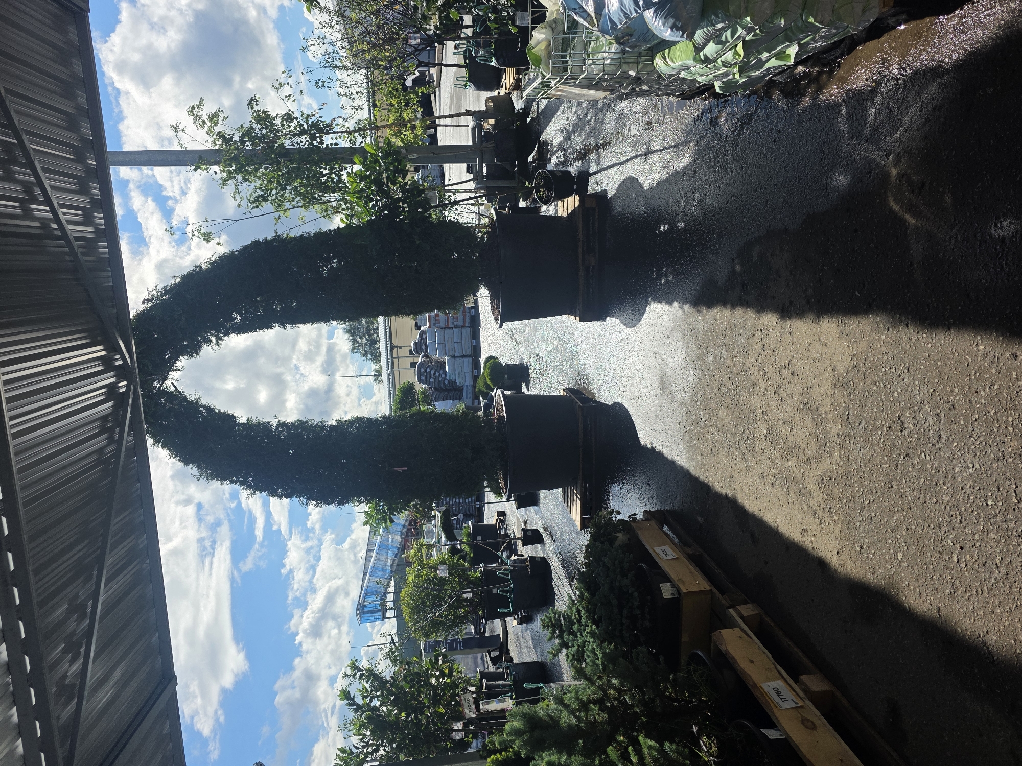 A sunny, outdoor nursery scene is captured from under a corrugated metal awning. Two large, dark-potted, evergreen trees are positioned as if forming an archway, their branches touching at the top. The ground, a mixture of asphalt and concrete, is wet, reflecting the overhead structure and the sky. Potted plants of various sizes are arranged throughout the scene, with some placed on wooden pallets. In the background, stacks of bagged materials and other plants are visible. The sky is bright blue with scattered white clouds. A blue elevated walkway or structure is visible in the distance. The lighting suggests it is daytime, likely morning or afternoon, with strong shadows cast by the trees and awning.