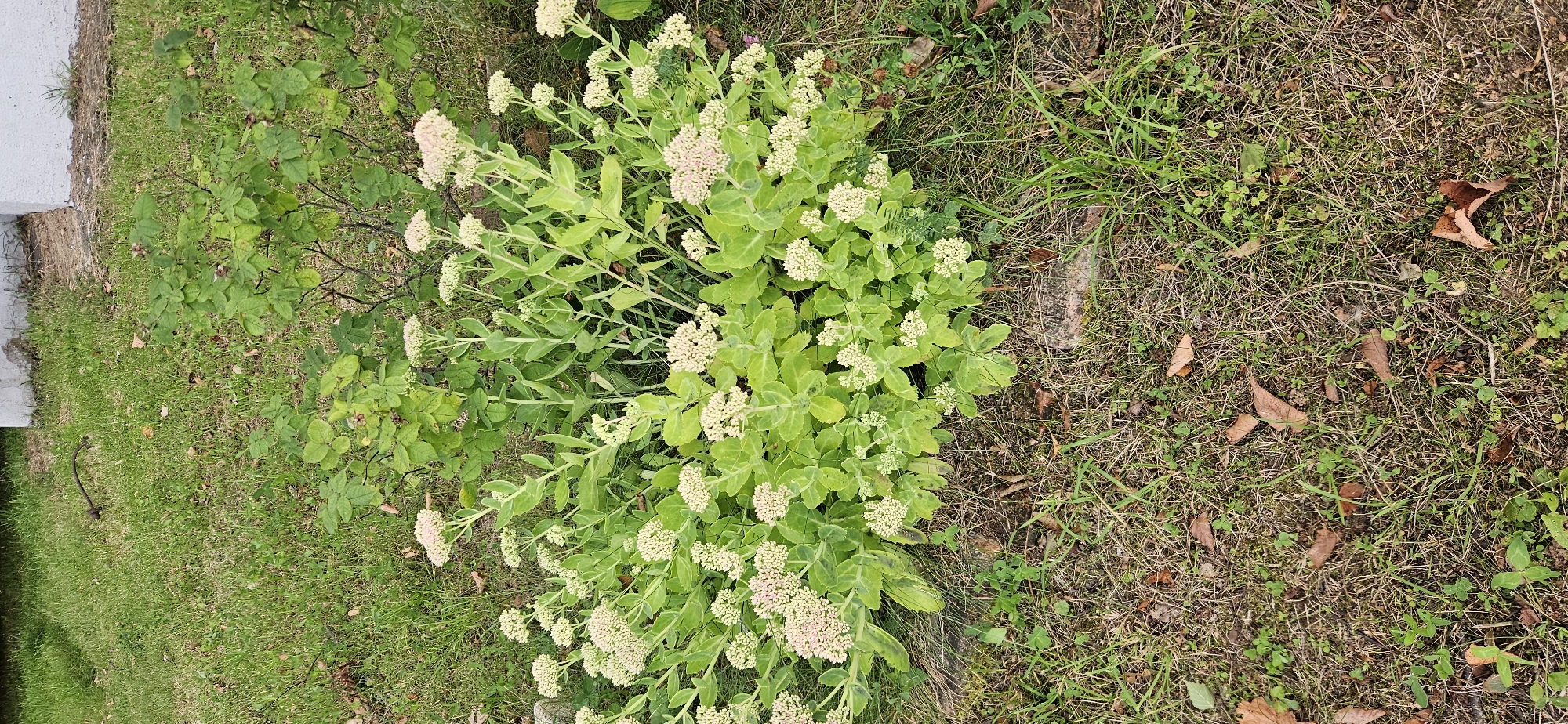 A sedum plant with light pink flowers is in the center of the frame, surrounded by grass and fallen leaves. The plant has thick, succulent leaves and clusters of small flowers at the top of its stems. Behind the sedum, there are some green bushes and a white structure that appears to be part of a building. The ground is covered in dry grass, with patches of green clover and scattered brown leaves. The overall impression is a naturalistic outdoor setting, likely in a garden or park. The image does not contain any people or animals, and no specific actions are taking place.