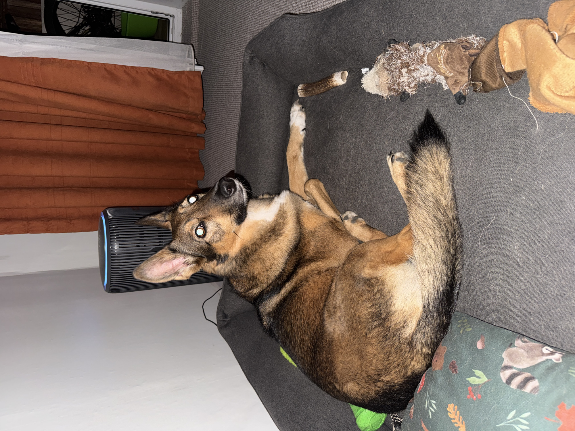 An adult German Shepherd-mix dog is lying on a dark gray dog bed. The dog is facing to the right and looking up and to the left. Its eyes are wide open and reflecting light, giving them a slightly eerie appearance. The dog has brown, black, and tan fur.
On the dog bed, to the dog's right, is a single antler chew toy and a well-worn stuffed animal. A bright green ball toy is partially visible on the left side of the dog bed, near the dog's front left leg. To the left of the dog bed is a pillow with a pattern of raccoons and autumn leaves.
In the background, a tall, black cylindrical air purifier with a blue light illuminated on top is positioned against a white wall. Behind the air purifier, a floor-to-ceiling curtain is drawn, appearing to be made of a rust-colored fabric. To the right of the curtain, a sliver of a window is visible, showing a glimpse of greenery and a bicycle wheel. The floor appears to be carpeted.
The scene is indoors and appears to be a living area. There is no indication of the specific location within Bila Tserkva, Ukraine.