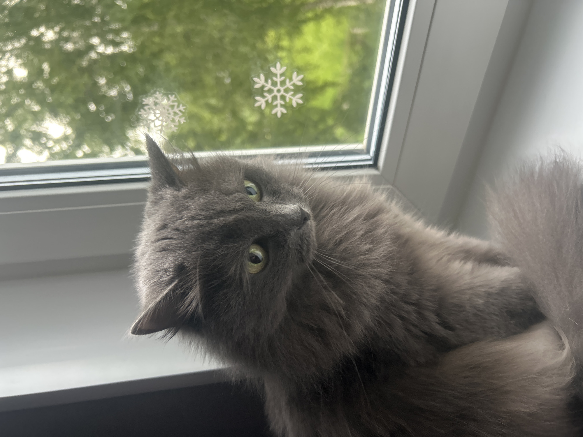 A medium shot shows a gray cat perched on a surface near a window. The cat has green eyes and a fluffy, gray coat. The cat is looking upwards with a slight head tilt. The window behind the cat has two snowflake decorations adhered to it. The outside view through the window shows green foliage and bokeh-like light patterns. It's daytime. The location is not discernible.