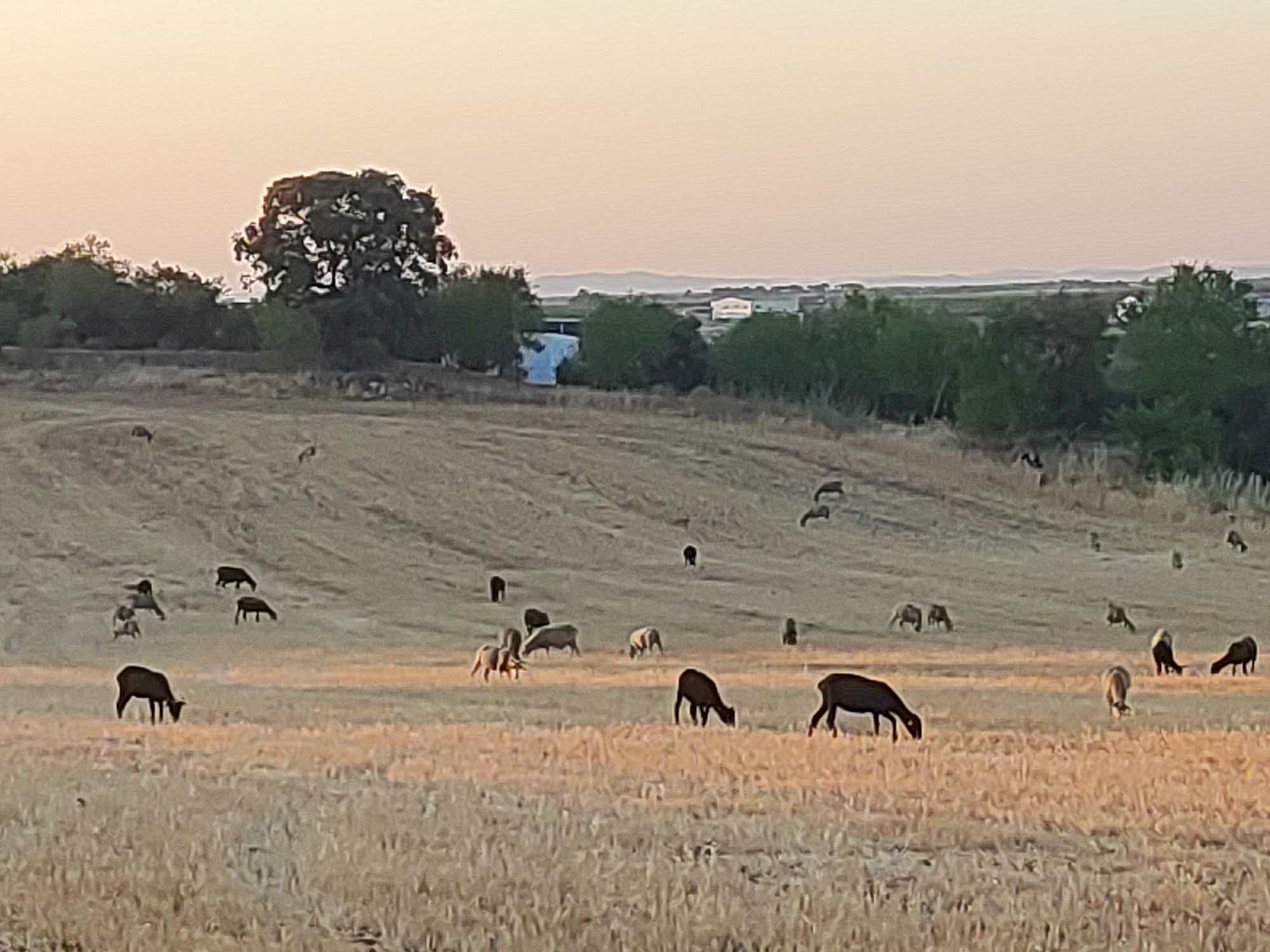 A flock of sheep graze on a dry, grassy field under a pale, hazy sky. The field is uneven, with some areas appearing more cultivated than others, suggesting it might be agricultural land. In the background, trees dot the landscape, and a few distant structures are visible, hinting at a rural or semi-rural setting. The overall impression is one of a peaceful, natural scene at dusk. The image has been identified as being located in Valverde de Leganés, Spain.