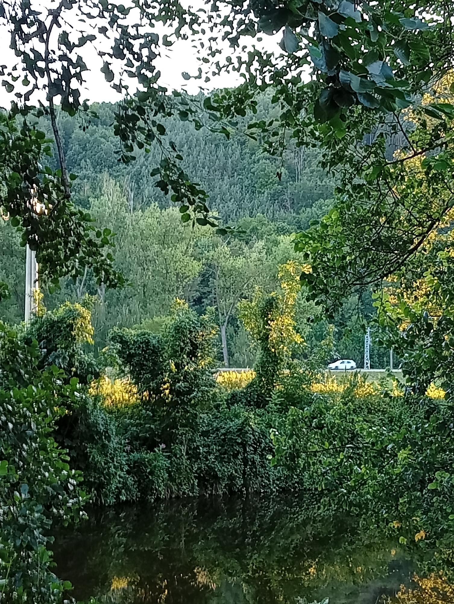 The image captures a natural scene with lush greenery surrounding a body of water, likely a river or pond, in Tišnov, Czechia. The foreground is dominated by dense foliage, with branches and leaves framing the view. A white car is visible in the middle ground, driving on a road that runs alongside a line of trees. In the background, a hillside covered in dense forest slopes upwards. The overall impression is one of a serene, natural landscape within or near the city.