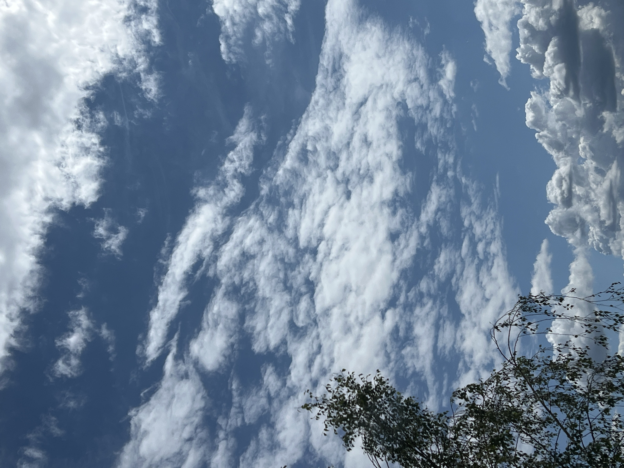 The image depicts a sky filled with white and gray clouds against a bright blue background. On the left side of the frame, the branches and leaves of a tree are visible, extending from the bottom left corner upwards into the frame. The lower portion of the sky shows a cluster of larger, cumulus clouds, while the upper portion is dominated by more wispy, scattered clouds. The scene is an outdoor environment, likely captured during daylight hours. There is no indication of people, actions, or interactions. No specific landmarks or identifiable features of Warsaw, Poland are present in the image.